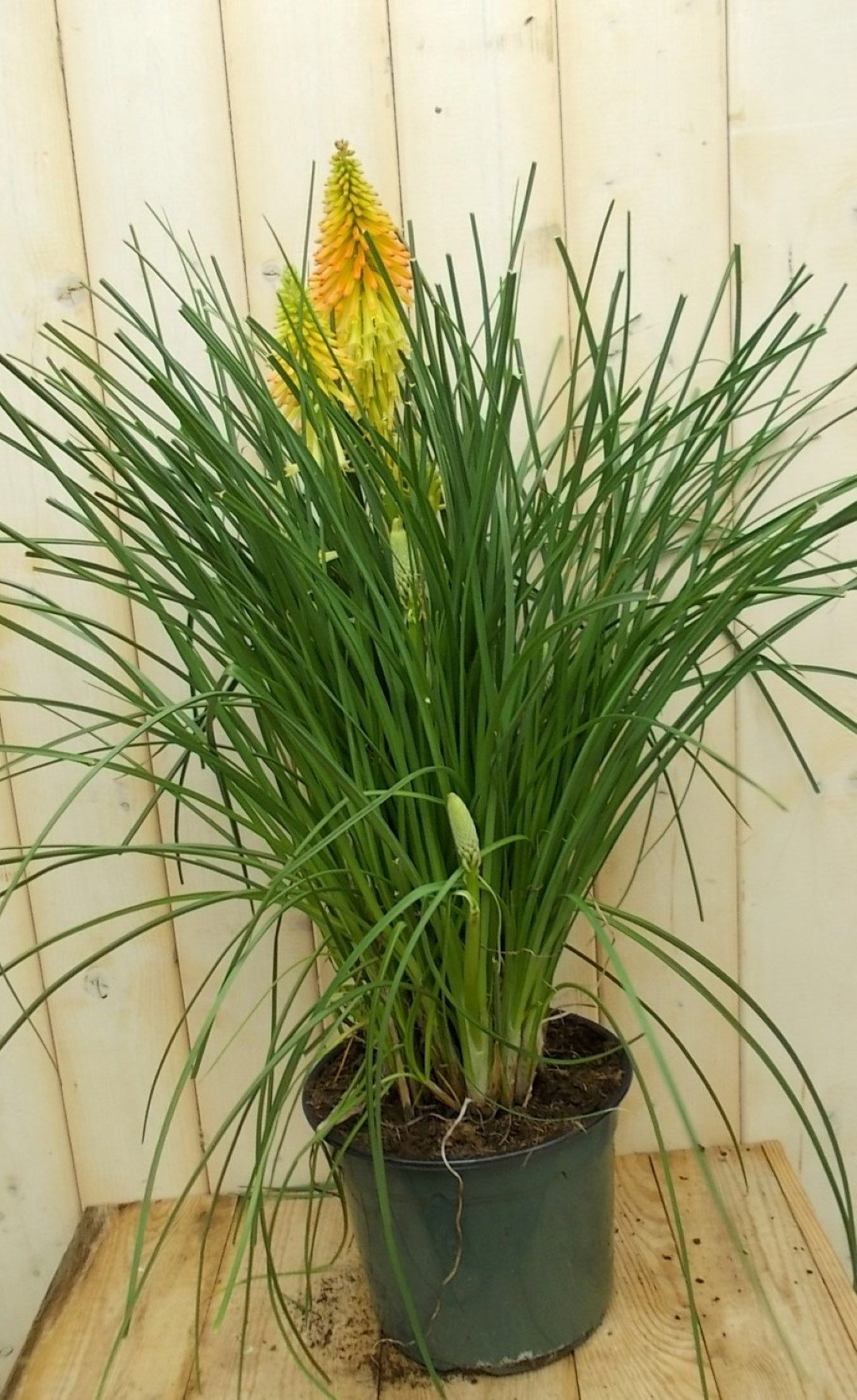 Vuurpijl Kniphofia Bloem kleurwisselt Warentuin Natuurlijk - Warentuin natuurlijk