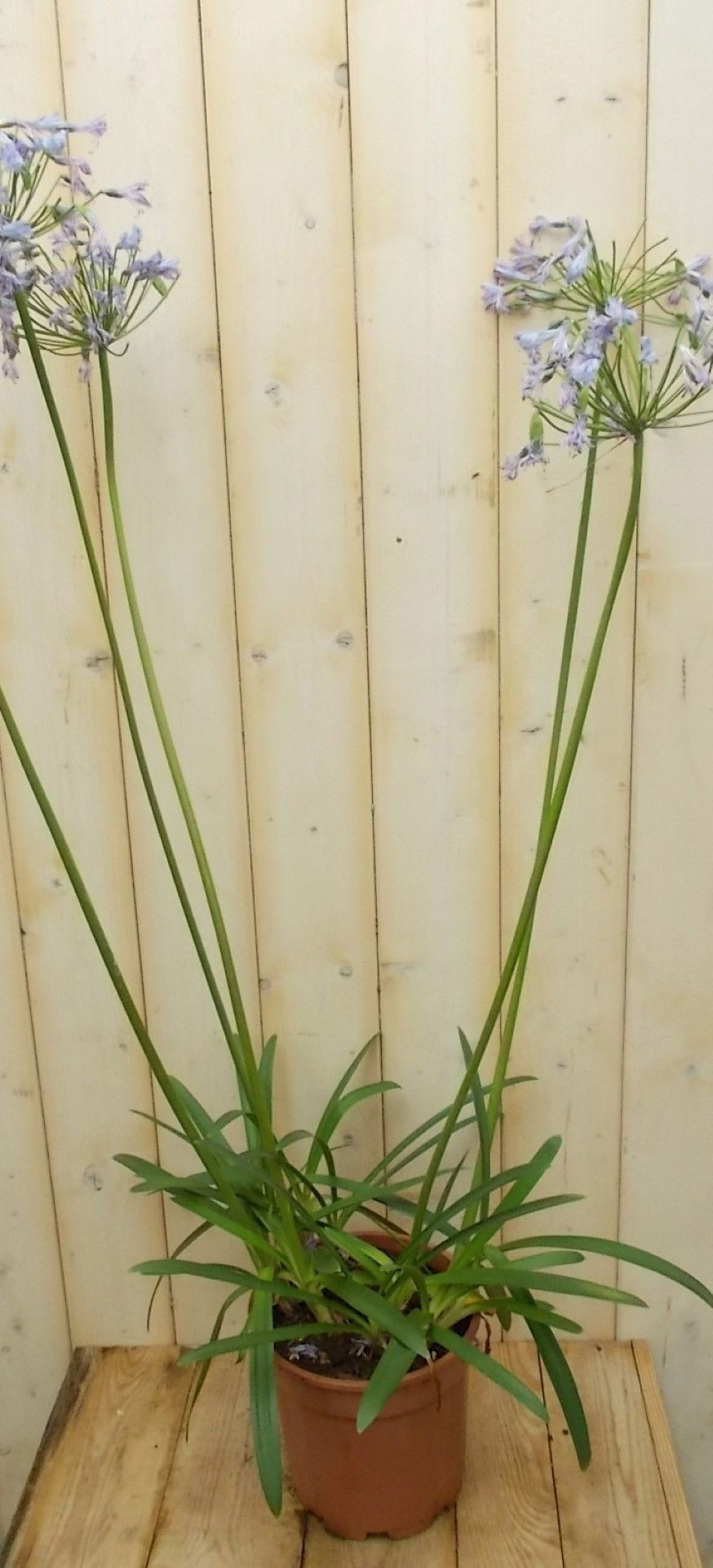 https://cdn.warentuin.nl/media/catalog/product/1/7/1728149900041531_warentuin_vaste_plant_afrikaanse_lelie_wit_vaste_plant_1_1_9ffd.jpg