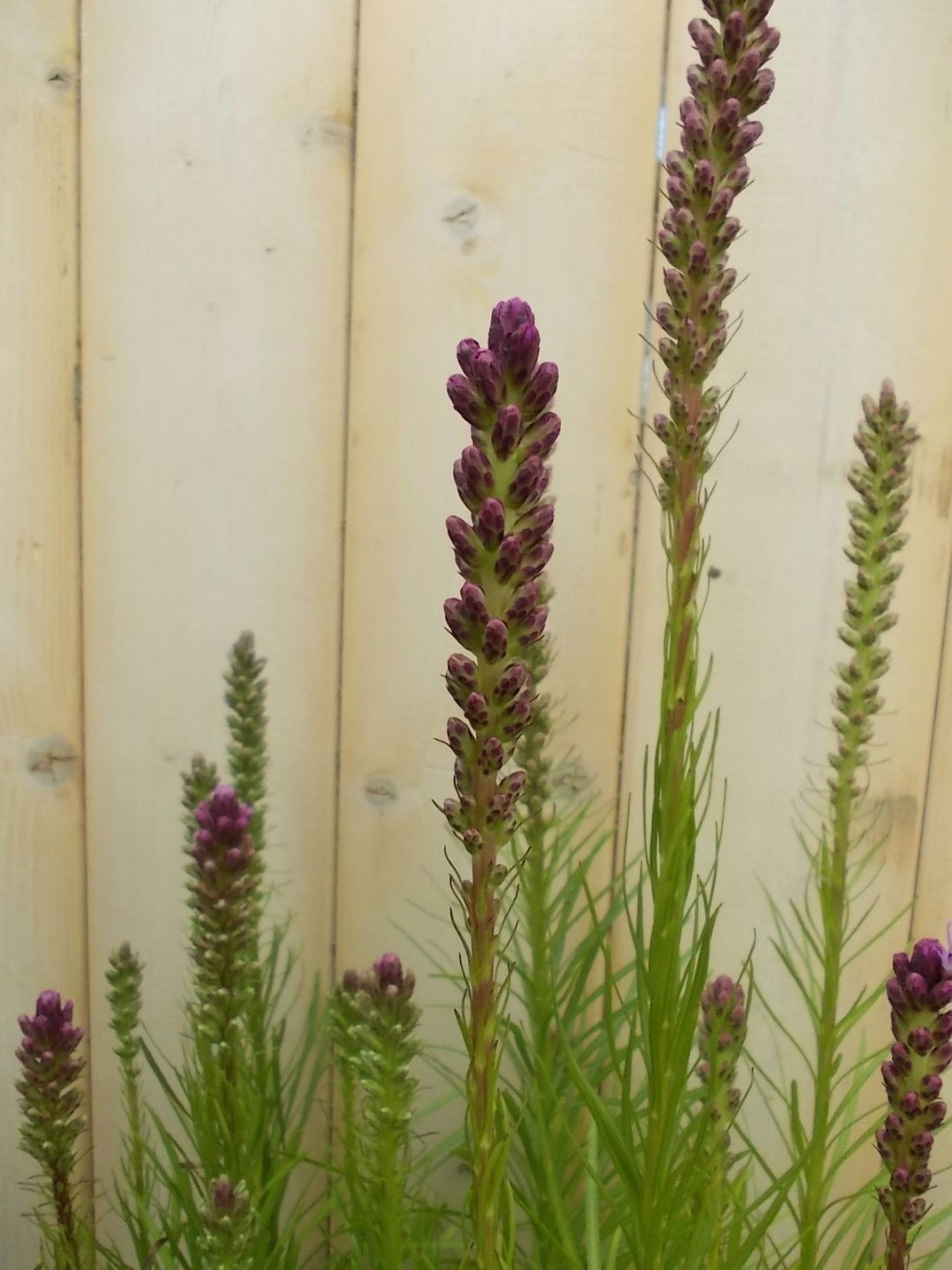 https://cdn.warentuin.nl/media/catalog/product/1/7/1728149900041532_2_warentuin_vaste_plant_prachtkaars_wit_vaste_plant_1_435e.jpg