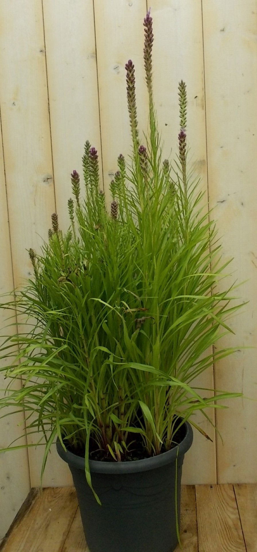 https://cdn.warentuin.nl/media/catalog/product/1/7/1728149900041532_warentuin_vaste_plant_prachtkaars_wit_vaste_plant_1_1639.jpg