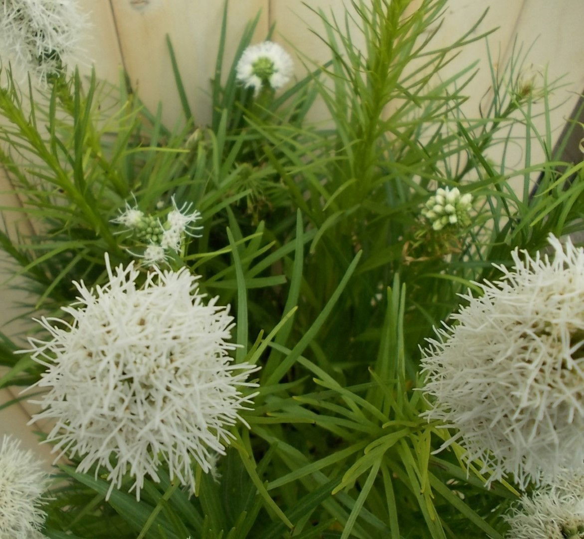 https://cdn.warentuin.nl/media/catalog/product/1/7/1728149900041533_2_warentuin_vaste_plant_prachtkaars_roze_vaste_plant_1_8a66.jpg