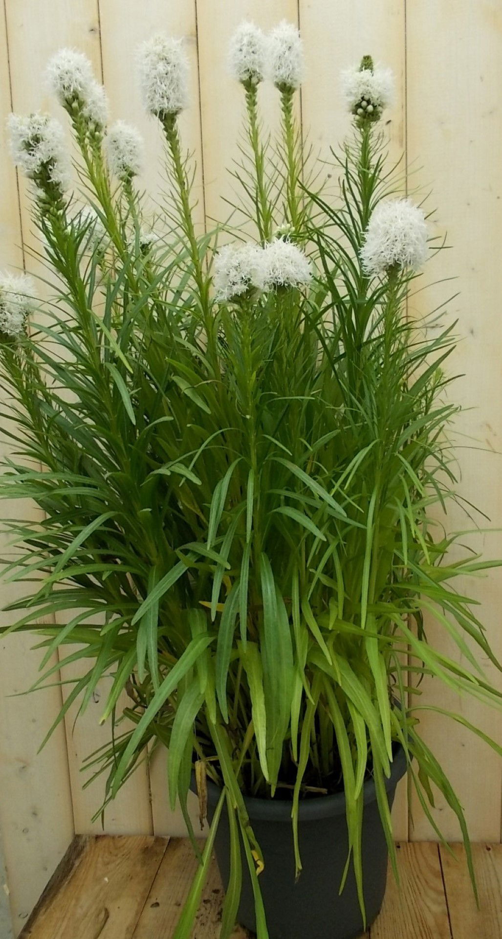 https://cdn.warentuin.nl/media/catalog/product/1/7/1728149900041533_warentuin_vaste_plant_prachtkaars_roze_vaste_plant_1_4b25.jpg