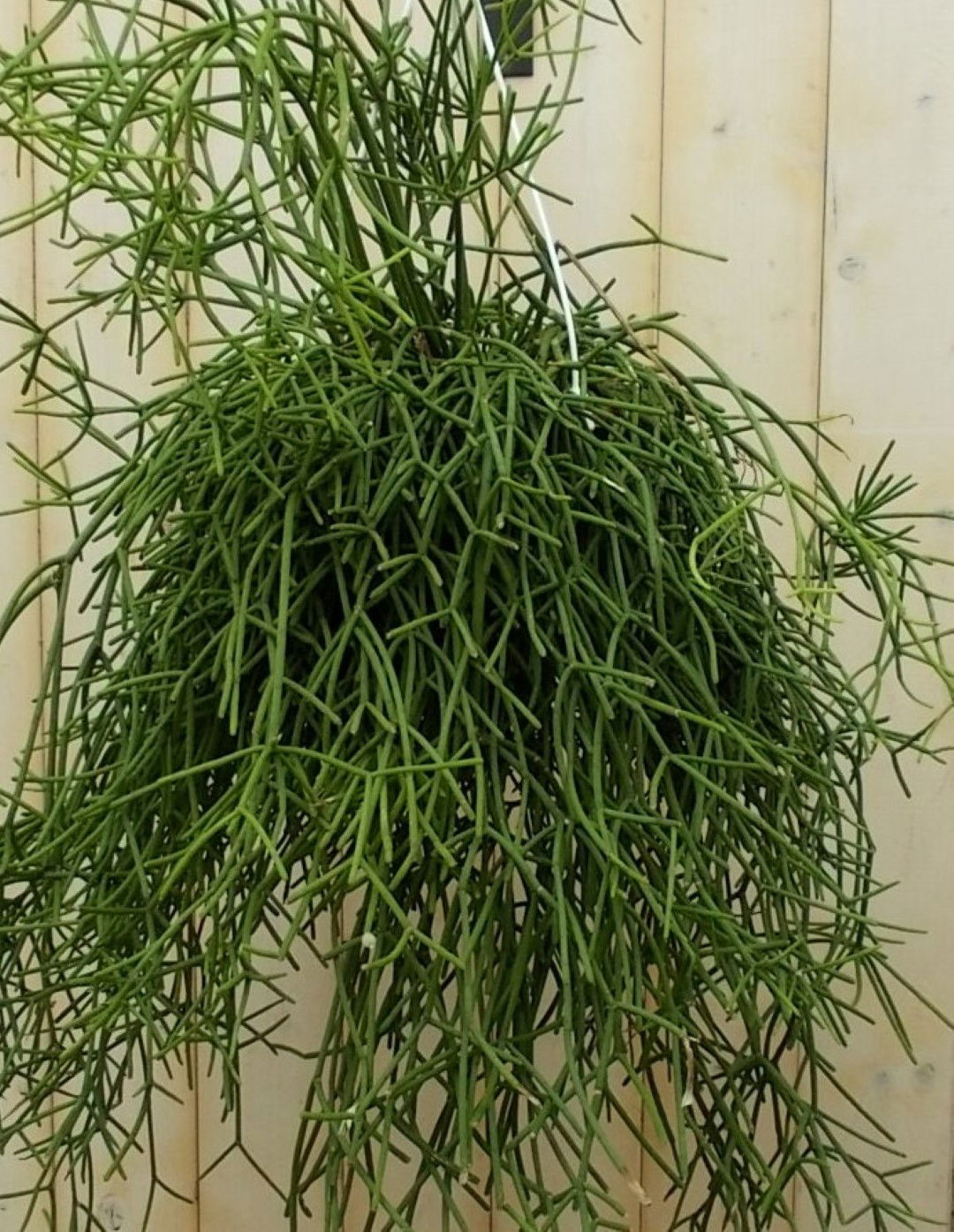 https://cdn.warentuin.nl/media/catalog/product/1/7/1728149900041614_2_warentuin_kamerplant_rhipsalis_trigona_kamerplant_1_e062.jpg