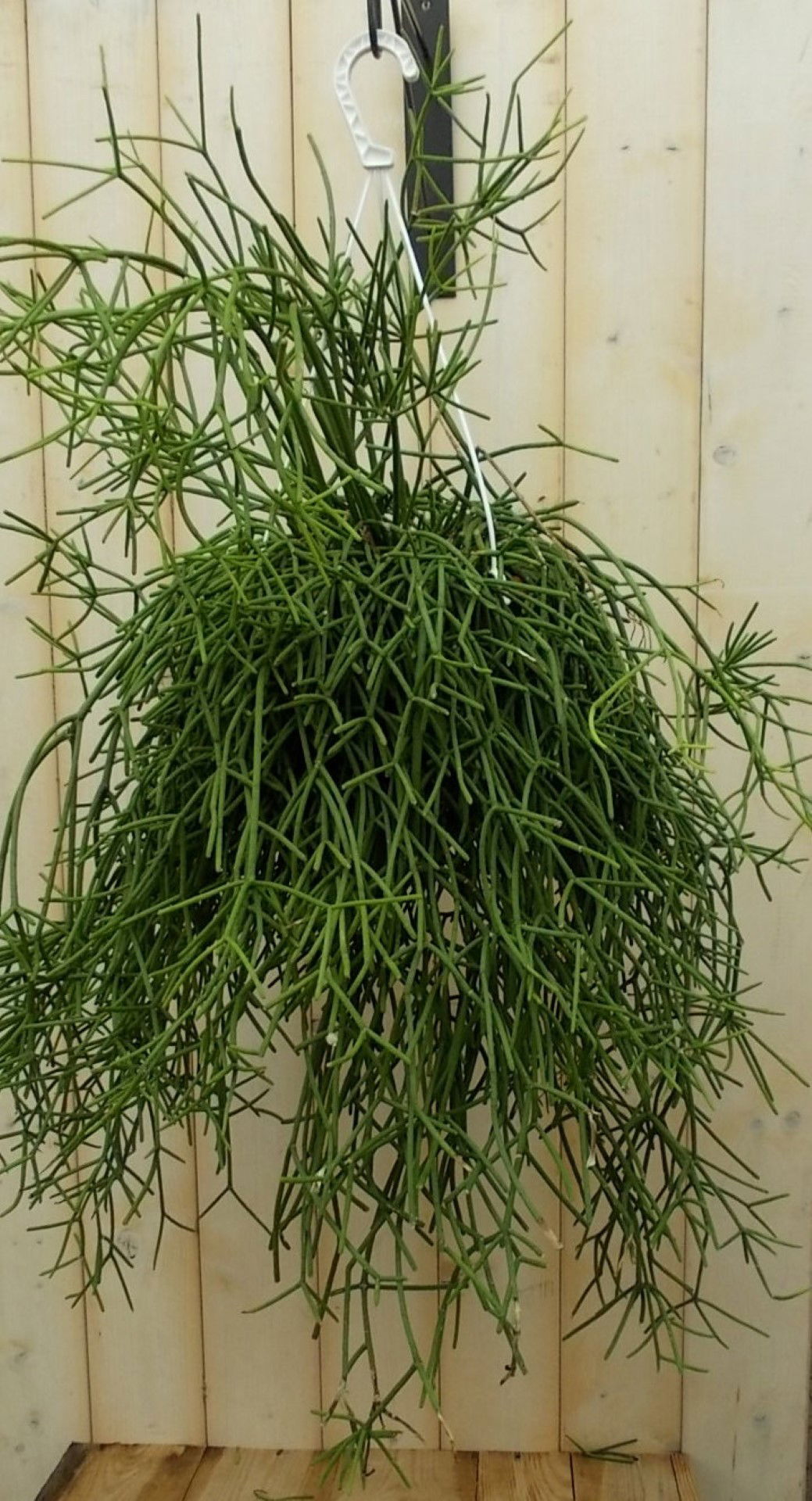 https://cdn.warentuin.nl/media/catalog/product/1/7/1728149900041614_warentuin_kamerplant_rhipsalis_trigona_kamerplant_1_9461.jpg