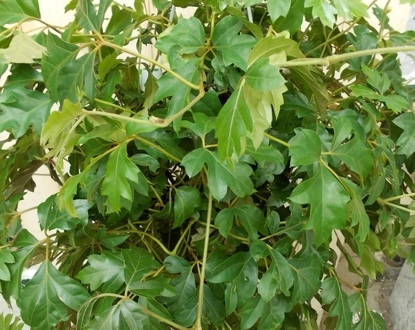 https://cdn.warentuin.nl/media/catalog/product/1/7/1728149900041615_2_warentuin_kamerplant_cissus_rhombifolia_kamerplant_1_aaa2.jpg