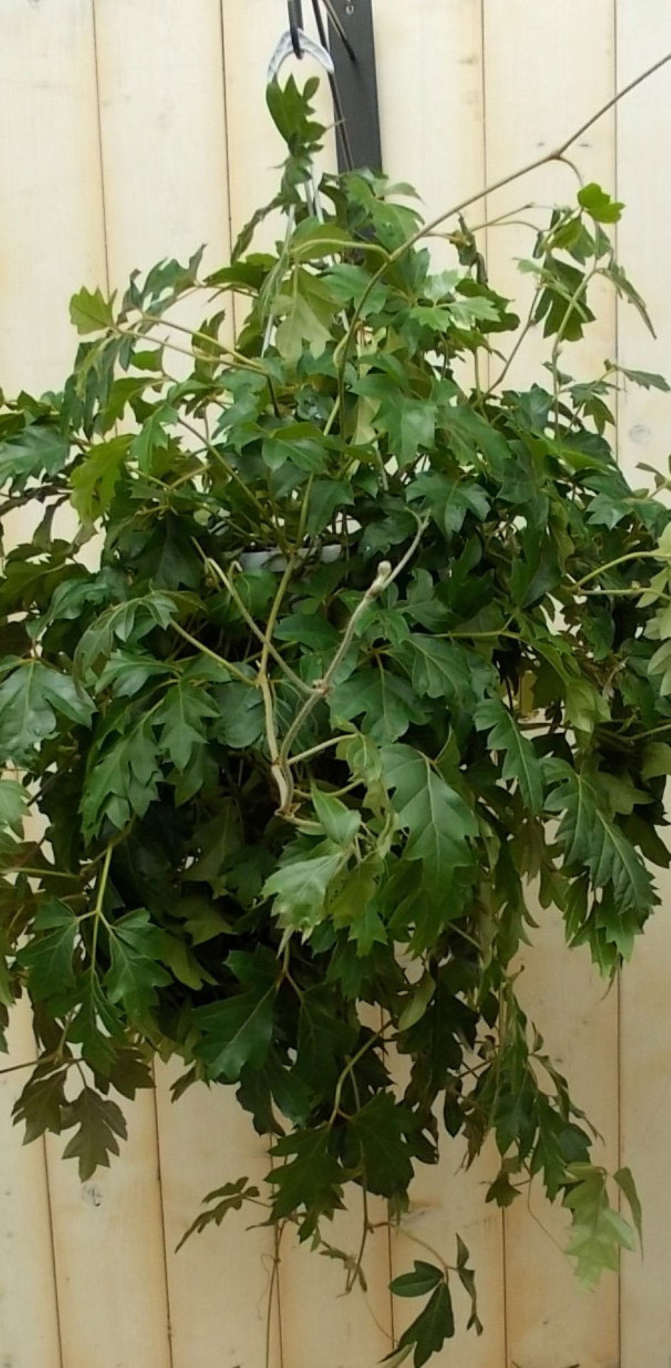 https://cdn.warentuin.nl/media/catalog/product/1/7/1728149900041615_warentuin_kamerplant_cissus_rhombifolia_kamerplant_1_a1e0.jpg