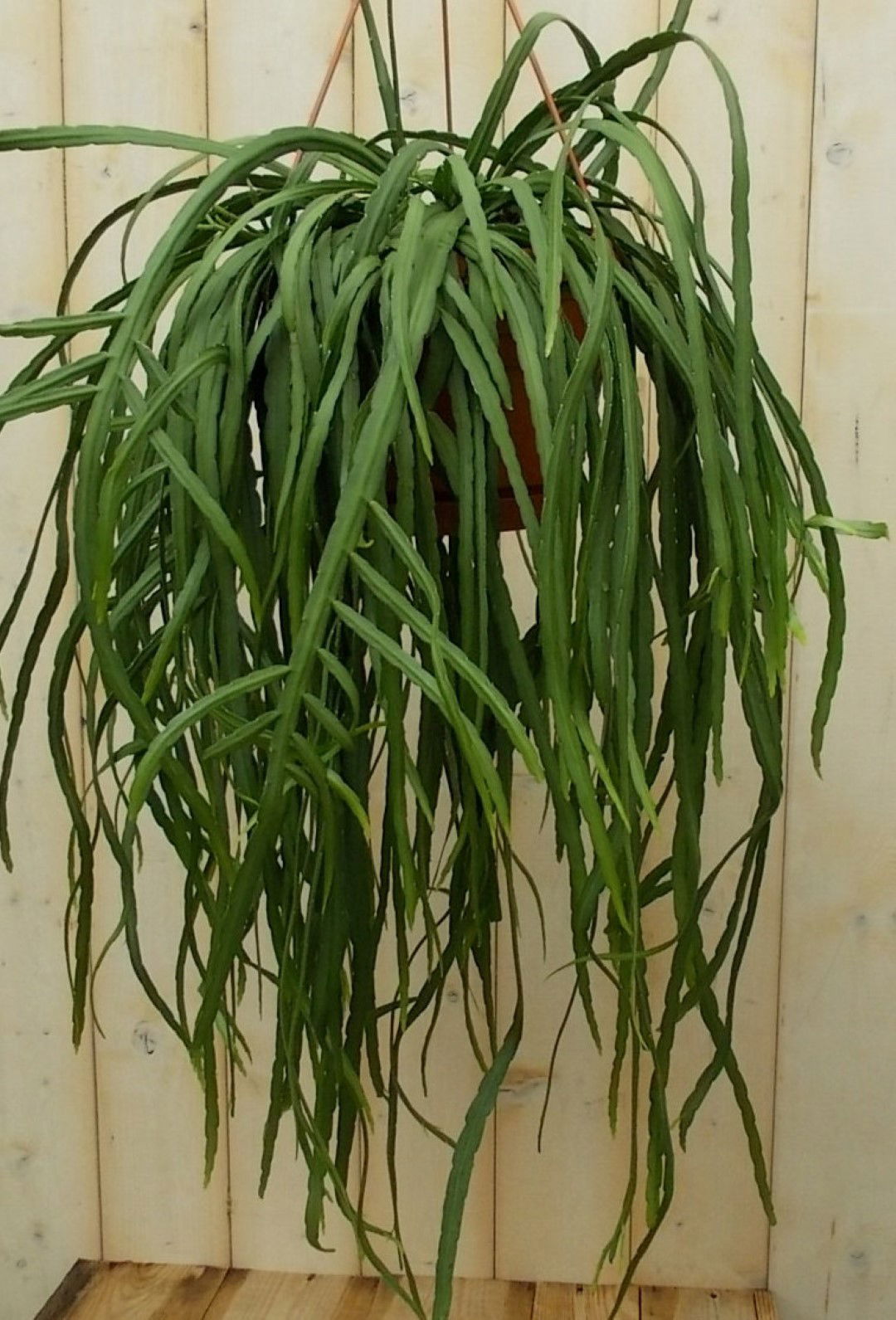 https://cdn.warentuin.nl/media/catalog/product/1/7/1728149900041616_2_warentuin_kamerplant_lepismium_bolivianum_kamerplant_1_3cd5.jpg