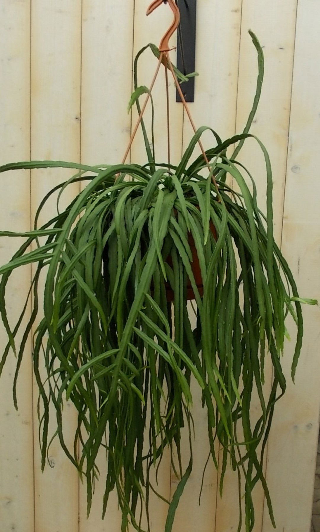 https://cdn.warentuin.nl/media/catalog/product/1/7/1728149900041616_warentuin_kamerplant_lepismium_bolivianum_kamerplant_1_0cfb.jpg
