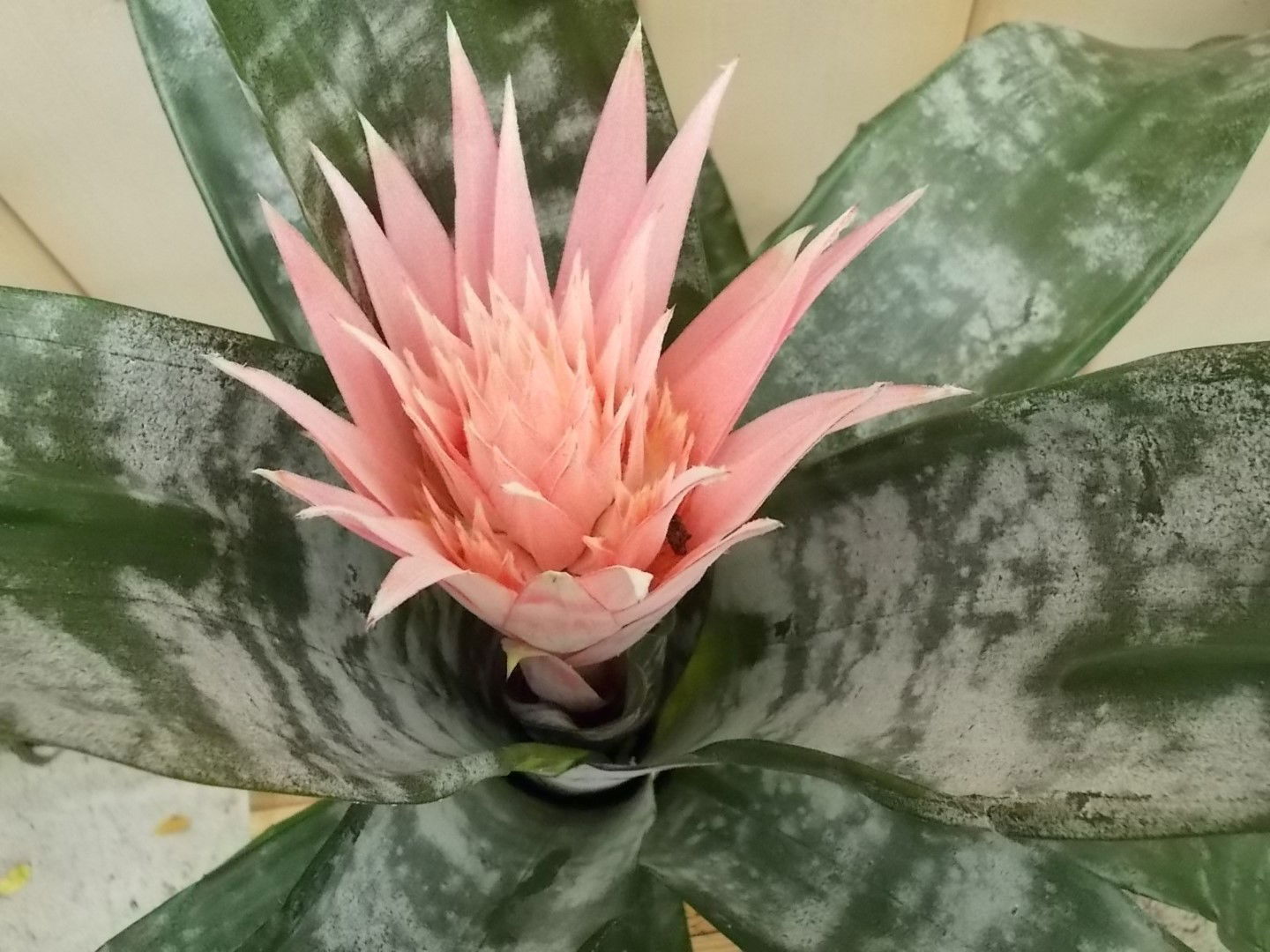 https://cdn.warentuin.nl/media/catalog/product/1/7/1728149900041617_2_warentuin_kamerplant_kokerbromelia_roze_kamerplant_1_b428.jpg