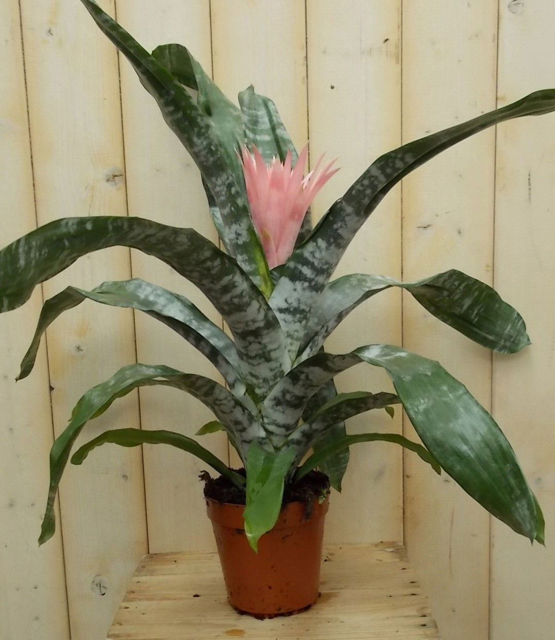 Kokerbromelia roze Warentuin Natuurlijk