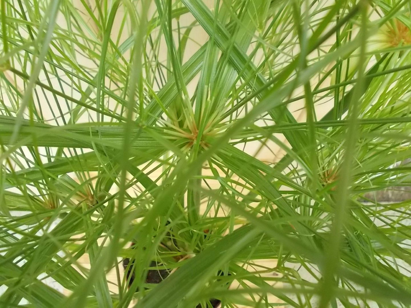 https://cdn.warentuin.nl/media/catalog/product/1/7/1728149900041618_3_warentuin_kamerplant_parapluplant_kamerplant_1_4a12.jpg