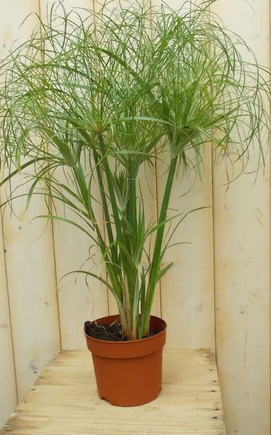 Warentuin natuurlijk Parapluplant Papyrus Cyperus Kamerplant Moerasplant - 