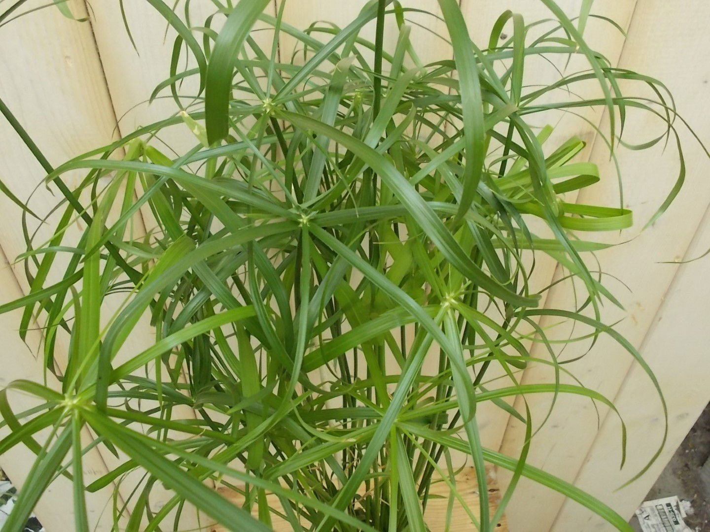 https://cdn.warentuin.nl/media/catalog/product/1/7/1728149900041619_2_warentuin_kamerplant_parapluplant_klein_kamerplant_1_c7c0.jpg