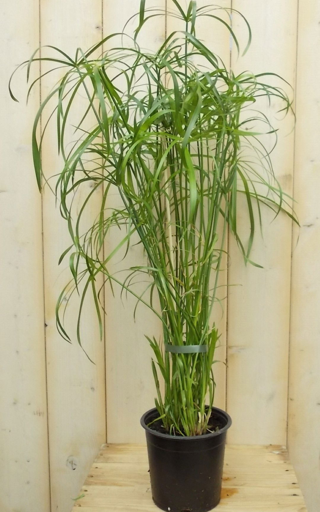 https://cdn.warentuin.nl/media/catalog/product/1/7/1728149900041619_warentuin_kamerplant_parapluplant_klein_kamerplant_1_a087.jpg