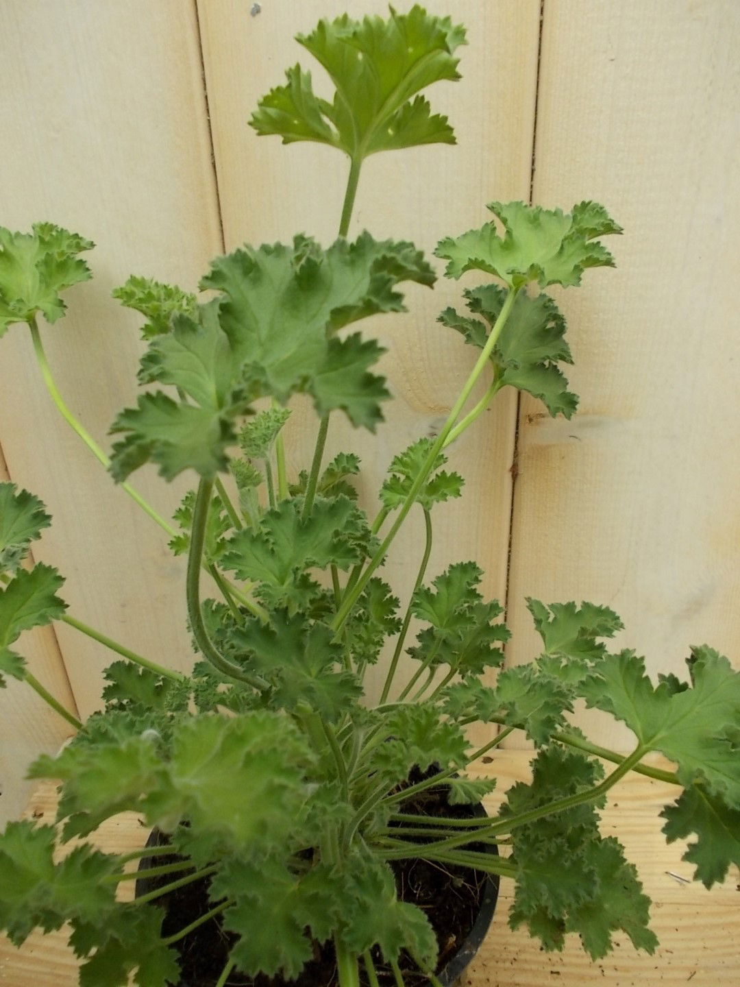 https://cdn.warentuin.nl/media/catalog/product/1/7/1728149900041626_2_warentuin_perkplant_kamerplant_citroen_geranium_perkplant_1_63f1.jpg