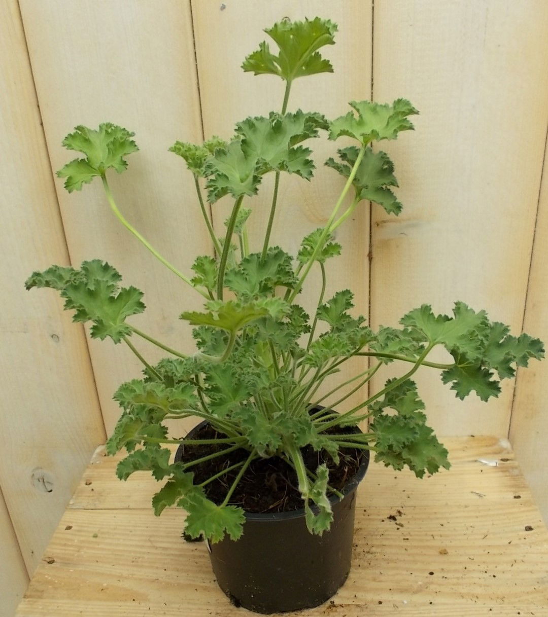 https://cdn.warentuin.nl/media/catalog/product/1/7/1728149900041626_warentuin_perkplant_kamerplant_citroen_geranium_perkplant_1_a62b.jpg