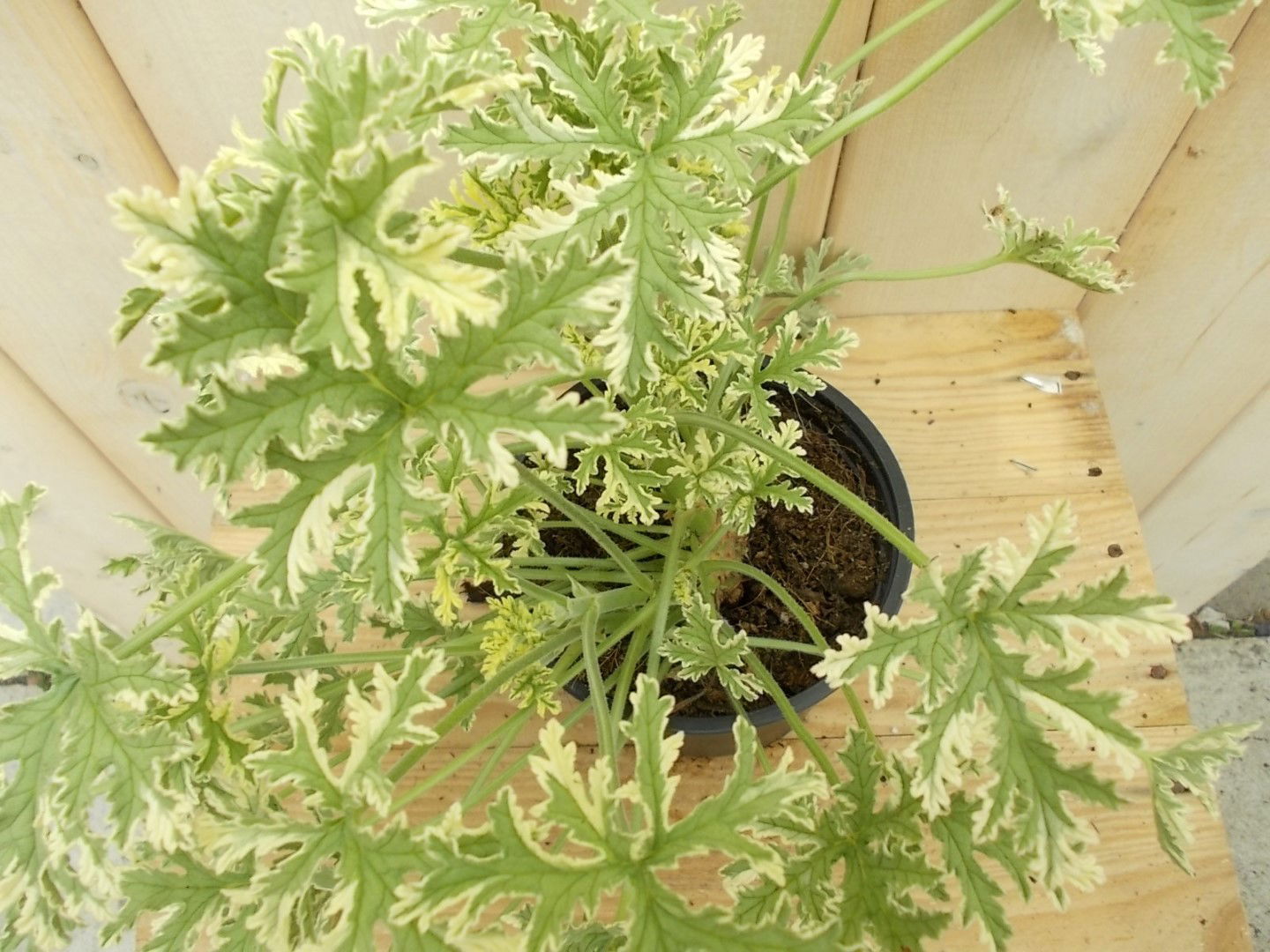 https://cdn.warentuin.nl/media/catalog/product/1/7/1728149900041627_2_warentuin_perkplant_kamerplant_citroen_geranium_bont_perkpla_21c0.jpg