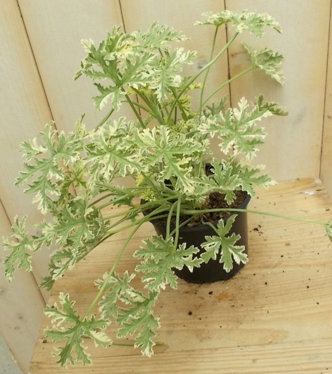 https://cdn.warentuin.nl/media/catalog/product/1/7/1728149900041627_warentuin_perkplant_kamerplant_citroen_geranium_bont_perkplant_5345.jpg