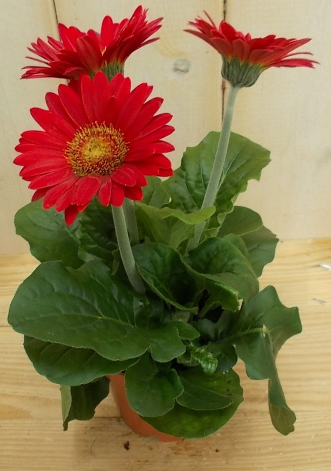 https://cdn.warentuin.nl/media/catalog/product/1/7/1728149900041628_2_warentuin_perkplant_kamerplant_gerbera_rood_perkplant_1_cf74.jpg