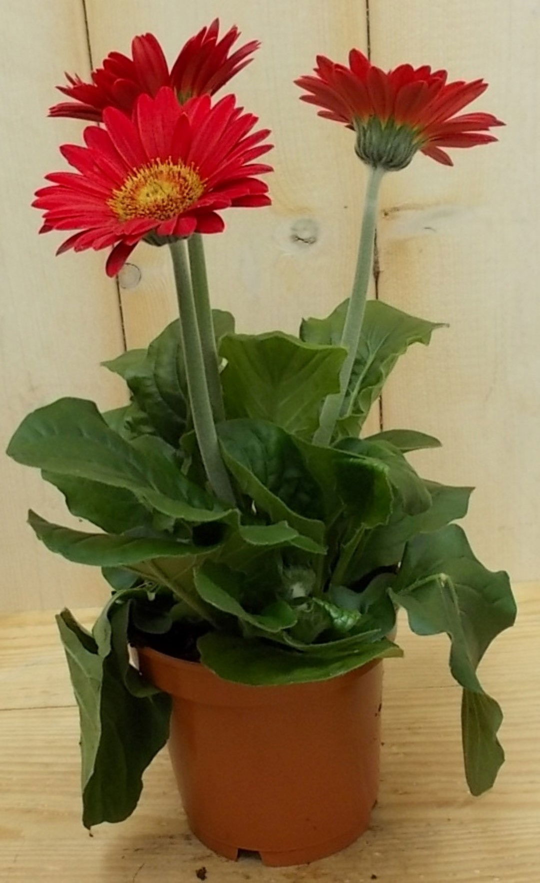 https://cdn.warentuin.nl/media/catalog/product/1/7/1728149900041628_warentuin_perkplant_kamerplant_gerbera_rood_perkplant_1_478b.jpg