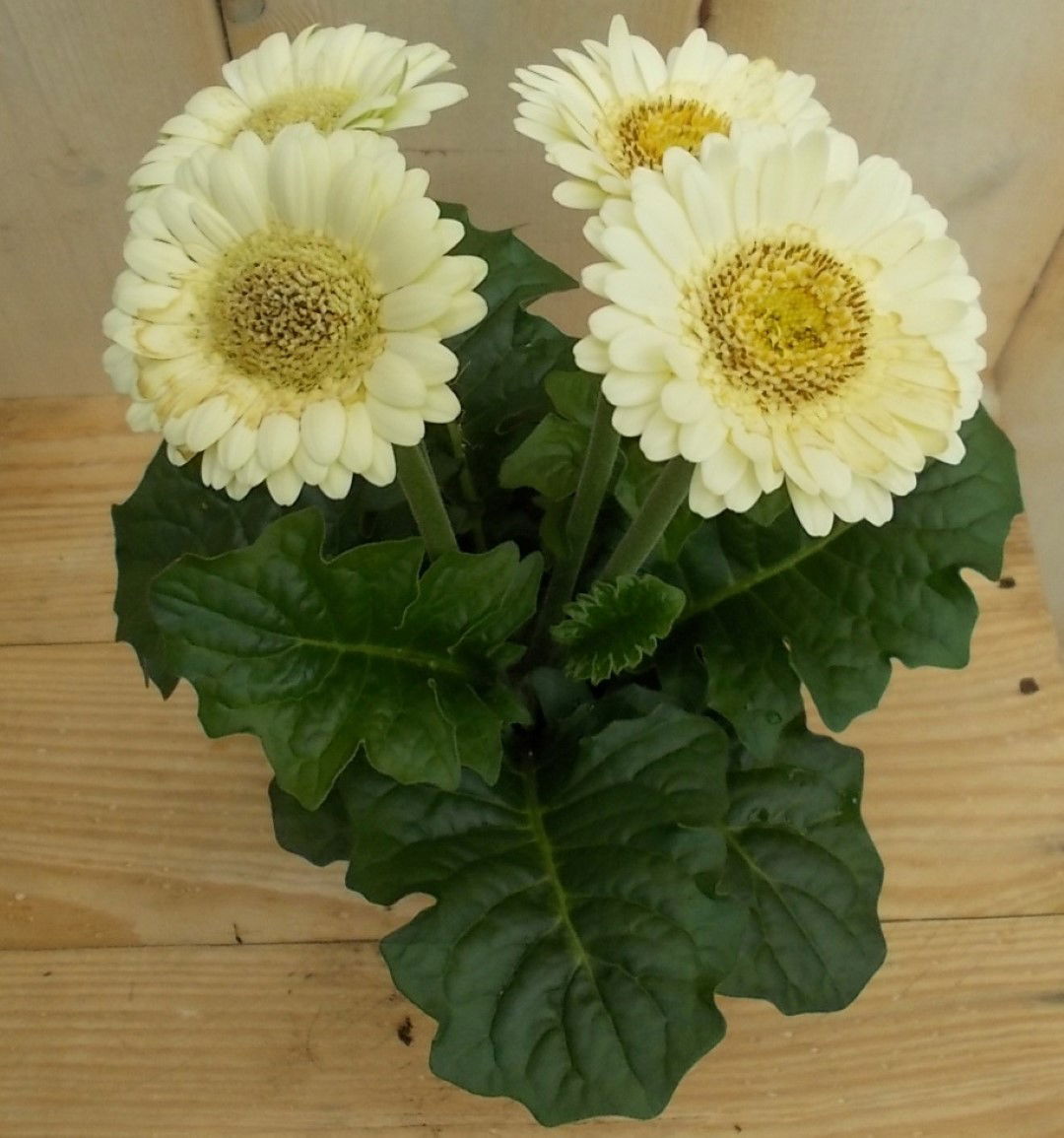 https://cdn.warentuin.nl/media/catalog/product/1/7/1728149900041629_2_warentuin_perkplant_kamerplant_gerbera_wit_perkplant_1_c612.jpg