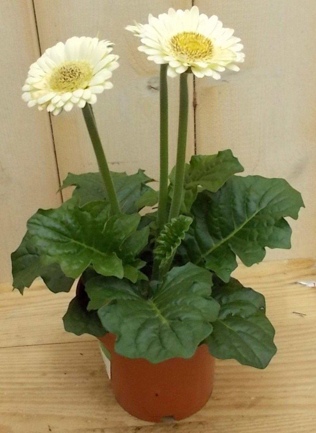 Warentuin natuurlijk 3 stuks! Gerbera Wit - 