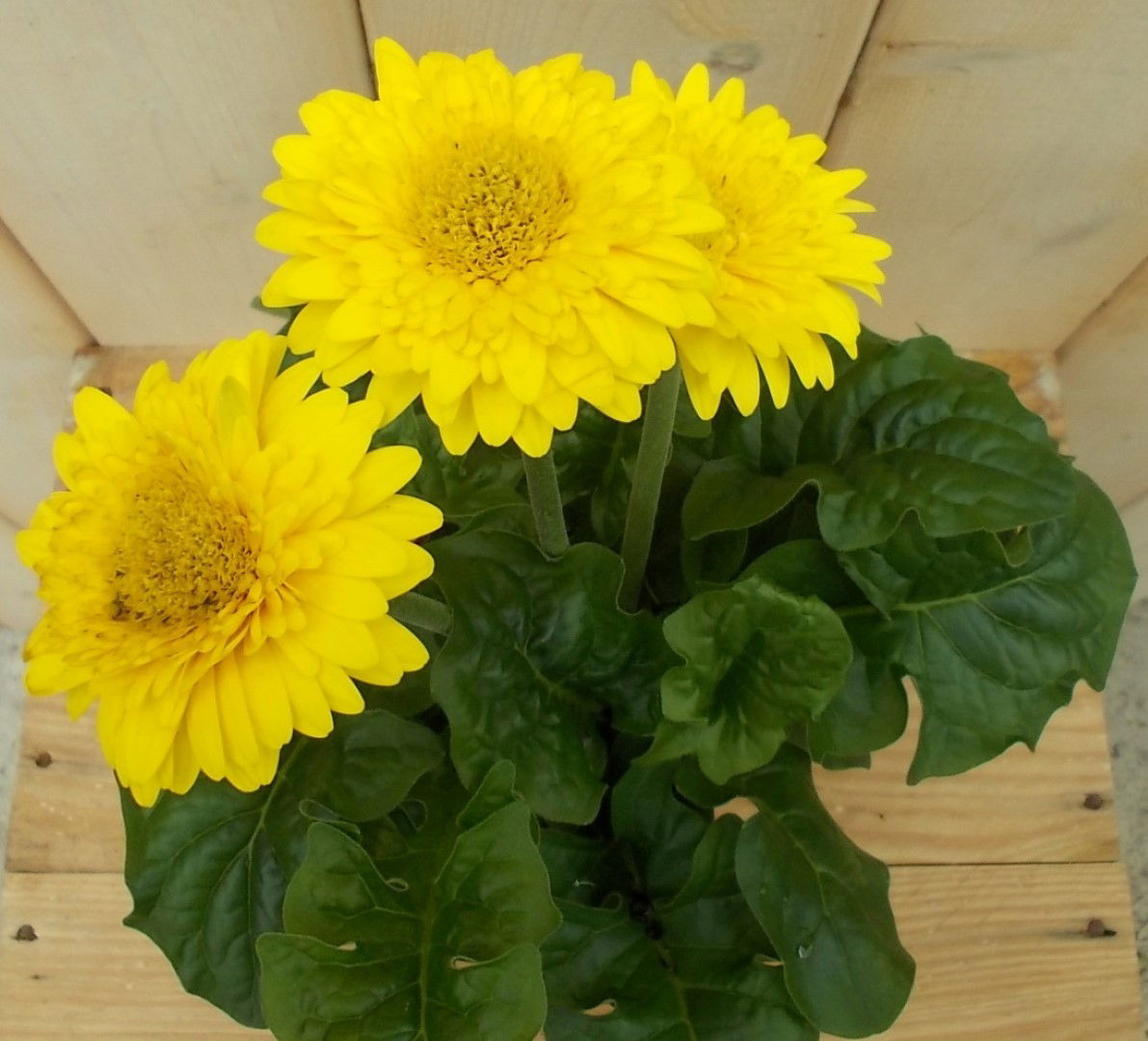 https://cdn.warentuin.nl/media/catalog/product/1/7/1728149900041630_2_warentuin_perkplant_kamerplant_gerbera_geel_perkplant_1_d124.jpg
