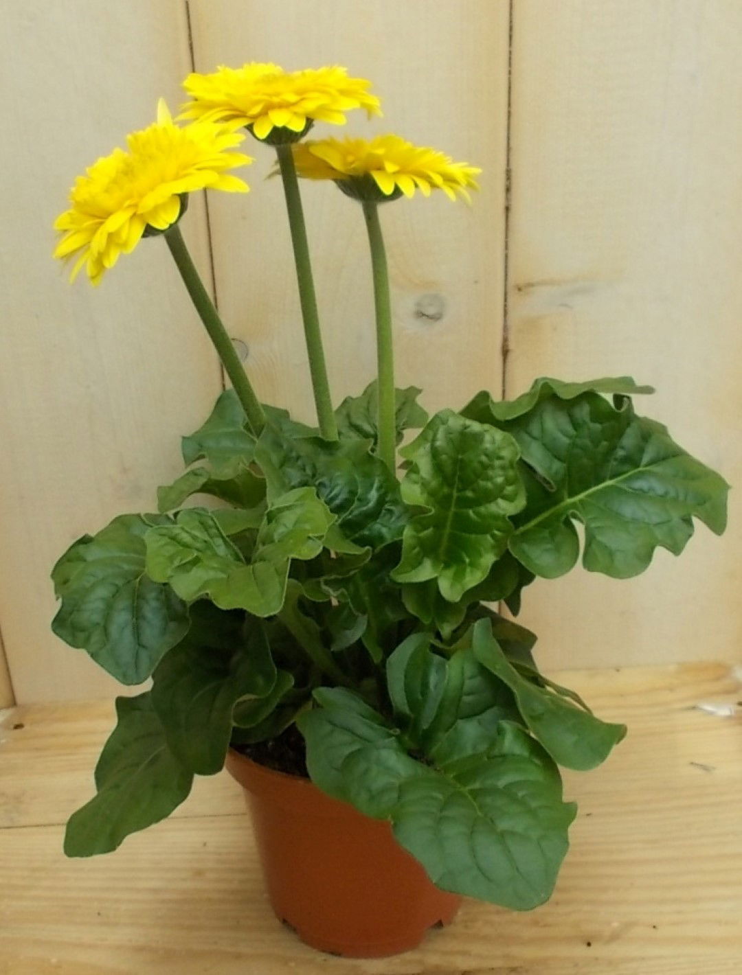 https://cdn.warentuin.nl/media/catalog/product/1/7/1728149900041630_warentuin_perkplant_kamerplant_gerbera_geel_perkplant_1_effb.jpg