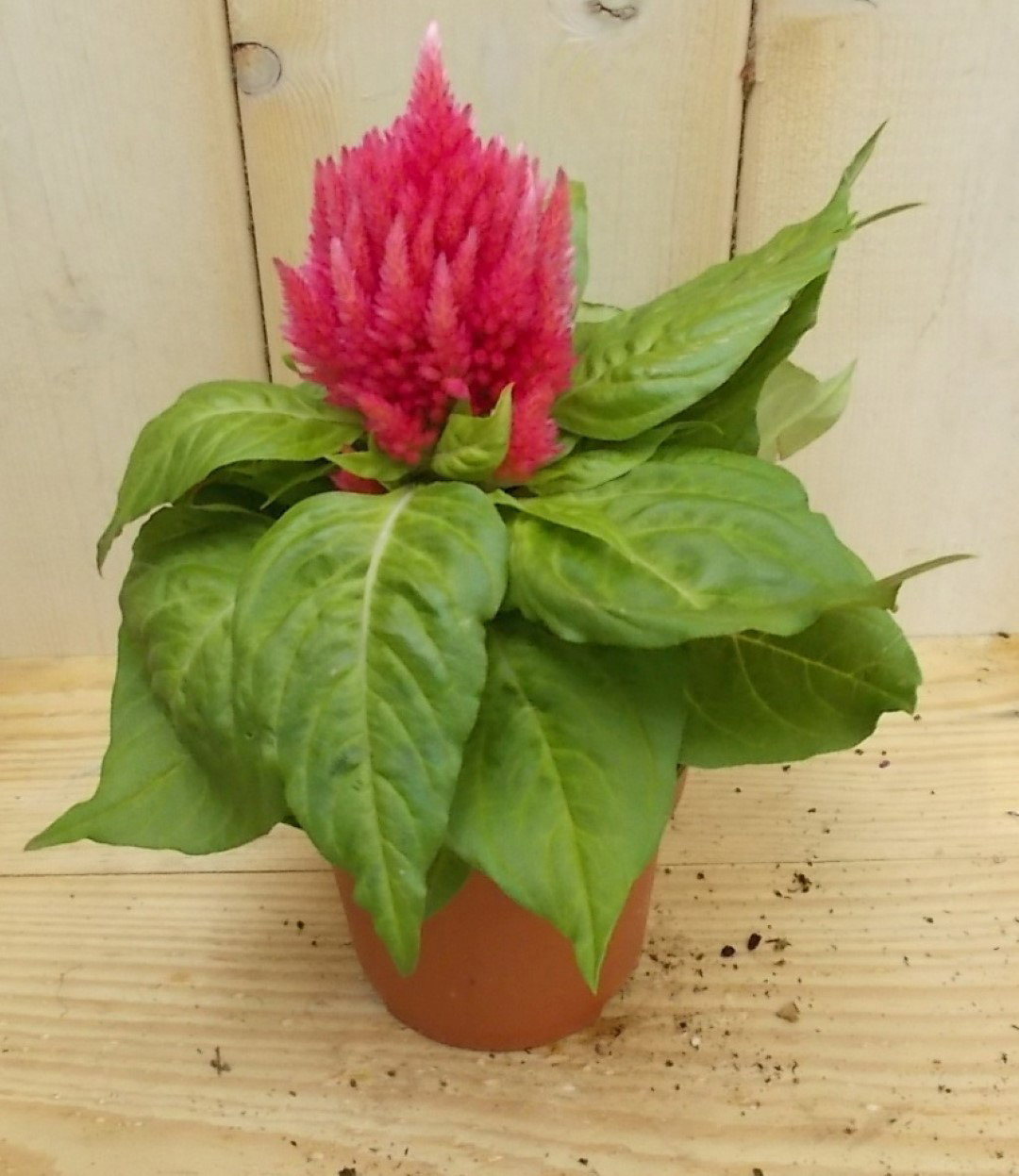 3 stuks! Perkplant Hanenkam roze Warentuin Natuurlijk - Warentuin natuurlijk