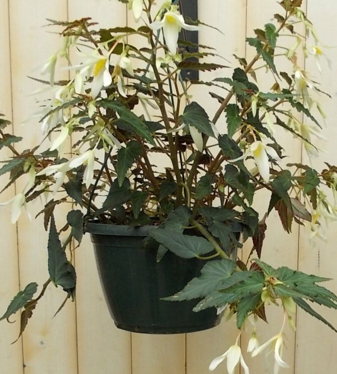 https://cdn.warentuin.nl/media/catalog/product/1/7/1728149900041635_2_warentuin_perkplant_hangbegonia_wit_perkplant_1_d1a4.jpg