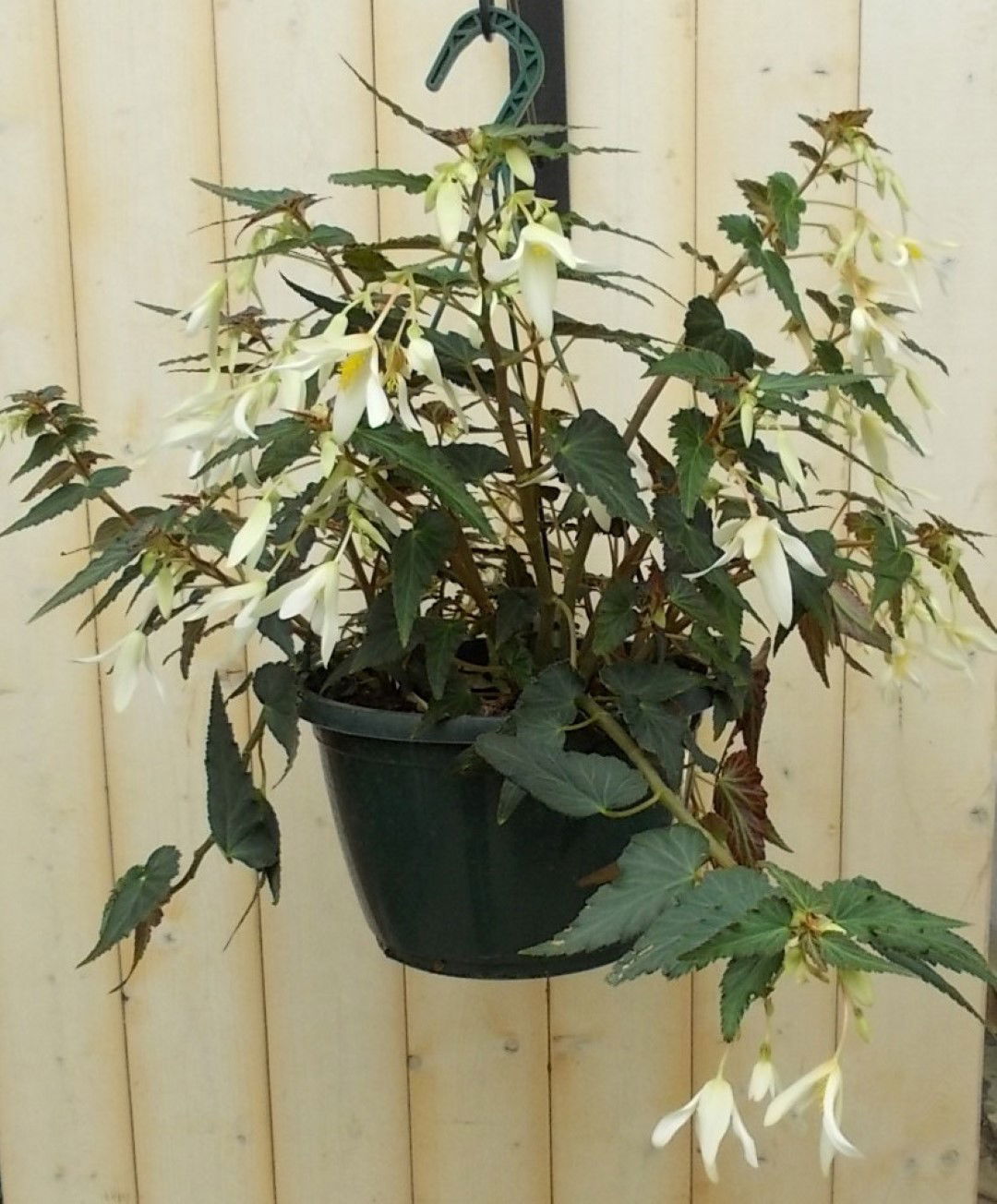 https://cdn.warentuin.nl/media/catalog/product/1/7/1728149900041635_warentuin_perkplant_hangbegonia_wit_perkplant_1_7edf.jpg
