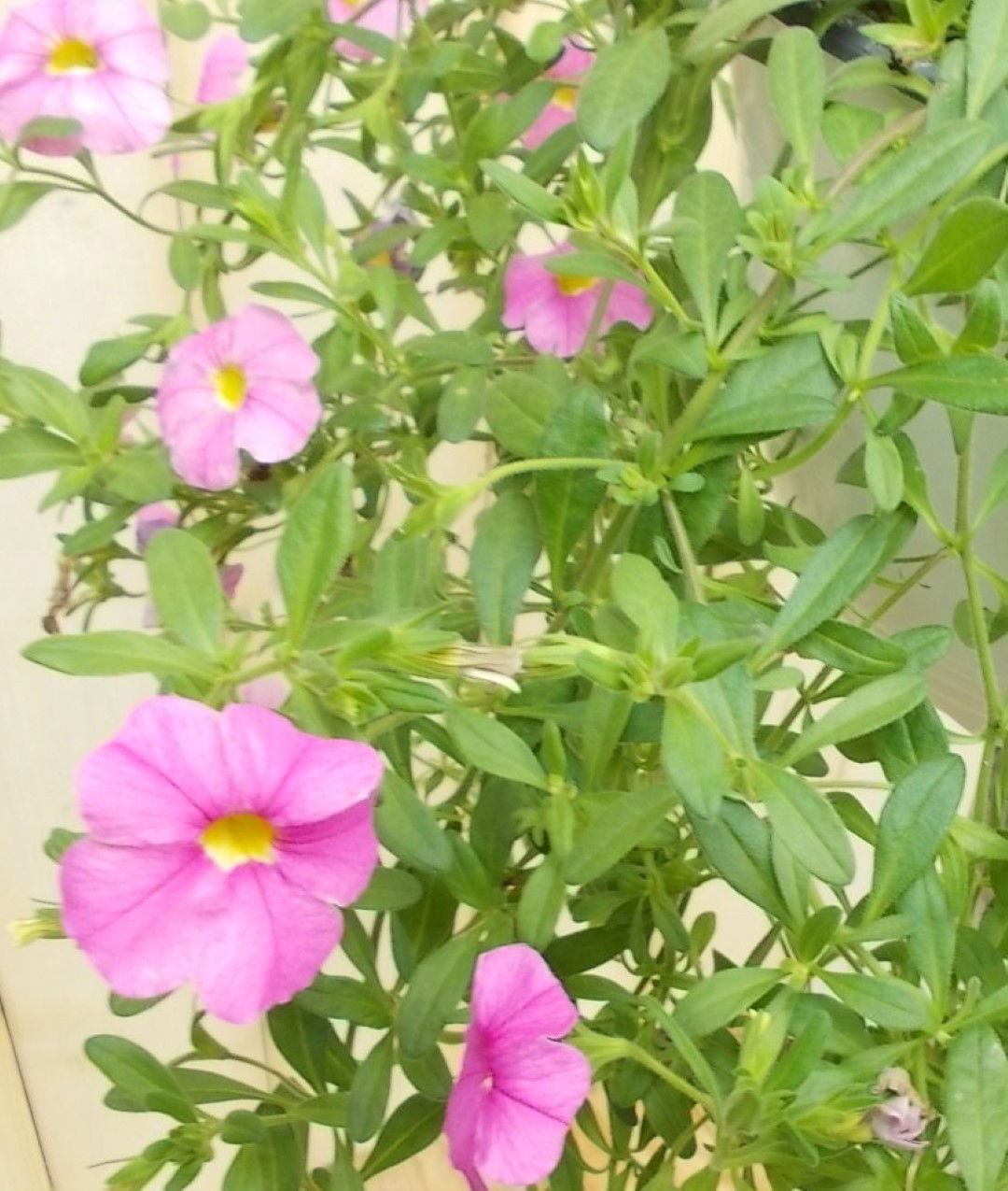 https://cdn.warentuin.nl/media/catalog/product/1/7/1728149900041636_2_warentuin_perkplant_petunia_million_bells_roze_perkplant_1_9af8.jpg