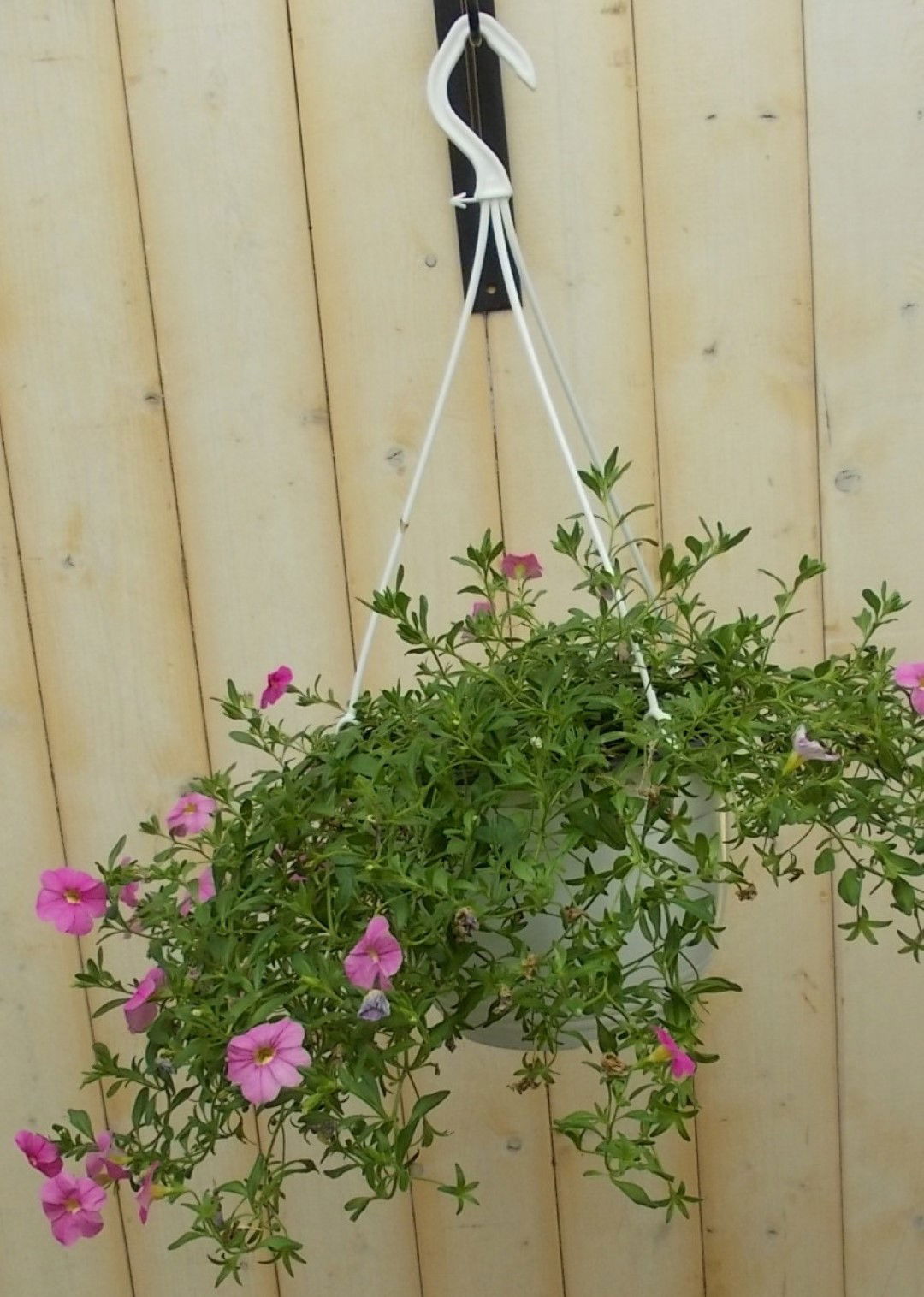 https://cdn.warentuin.nl/media/catalog/product/1/7/1728149900041636_warentuin_perkplant_petunia_million_bells_roze_perkplant_1_cdc1.jpg