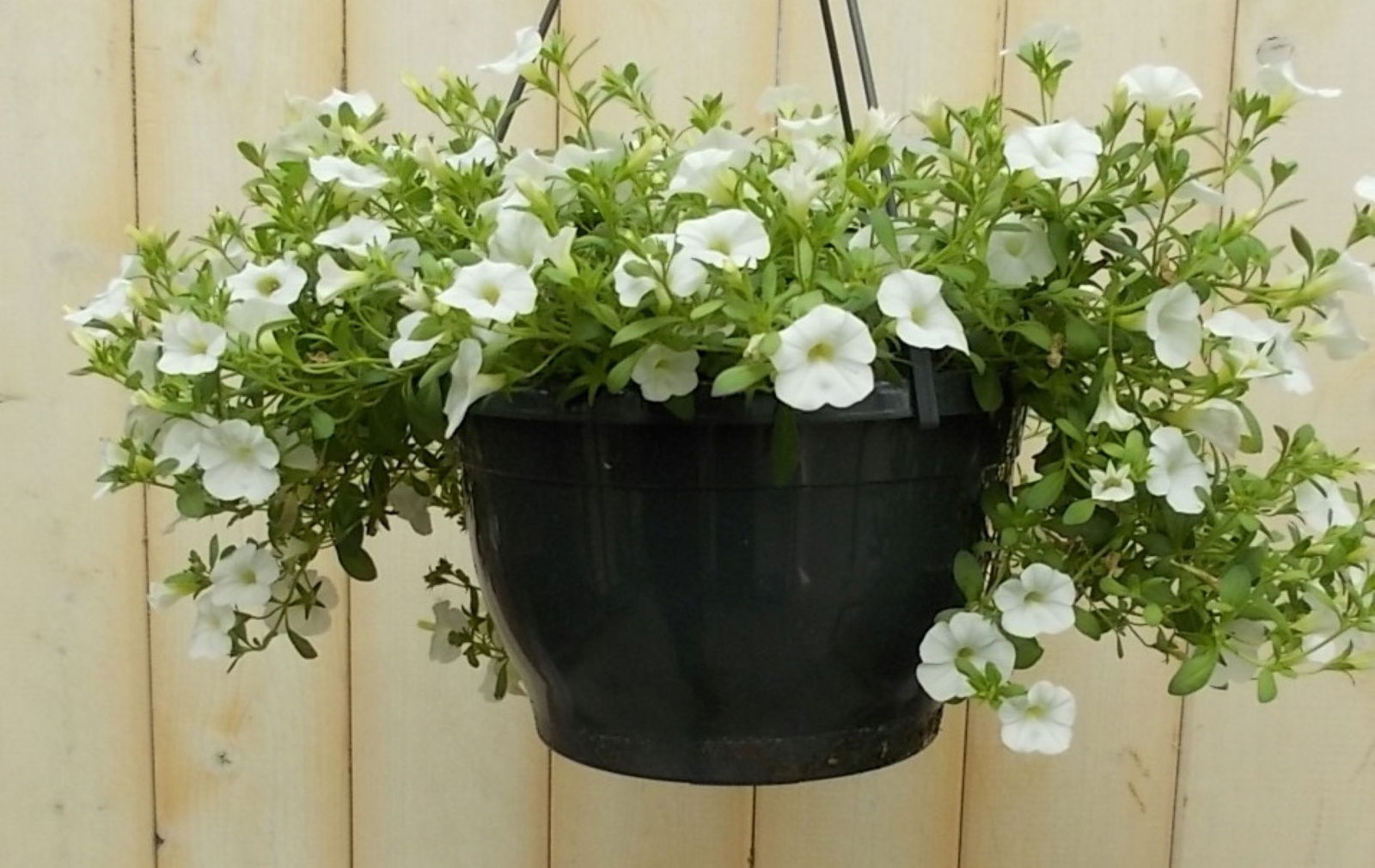 https://cdn.warentuin.nl/media/catalog/product/1/7/1728149900041637_2_warentuin_perkplant_petunia_million_bells_wit_perkplant_1_919b.jpg