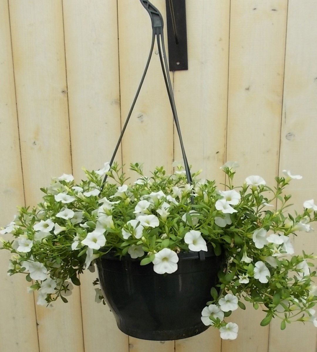 https://cdn.warentuin.nl/media/catalog/product/1/7/1728149900041637_warentuin_perkplant_petunia_million_bells_wit_perkplant_1_43db.jpg