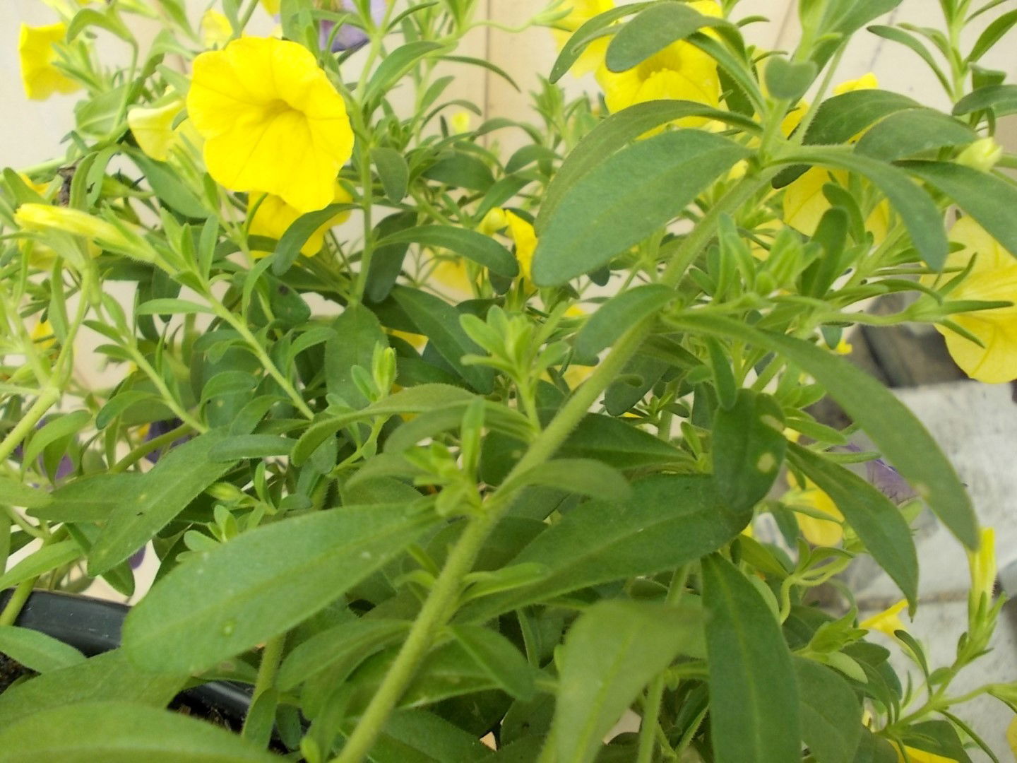 https://cdn.warentuin.nl/media/catalog/product/1/7/1728149900041639_2_warentuin_perkplant_petunia_million_bells_geel_perkplant_1_77fc.jpg