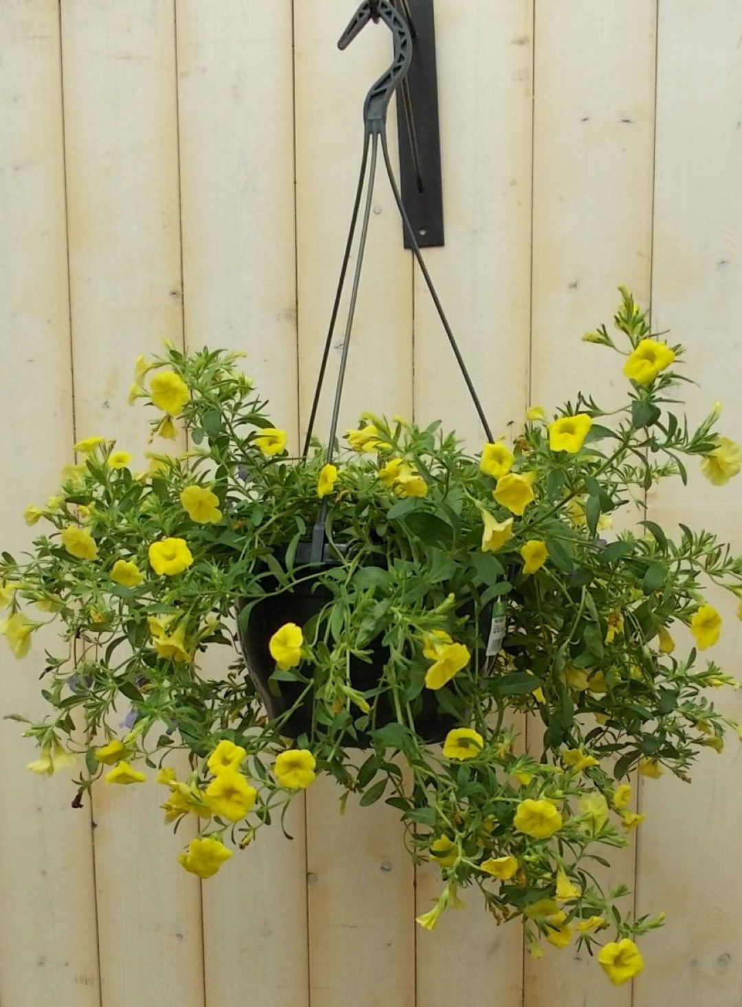 https://cdn.warentuin.nl/media/catalog/product/1/7/1728149900041639_warentuin_perkplant_petunia_million_bells_geel_perkplant_1_b362.jpg