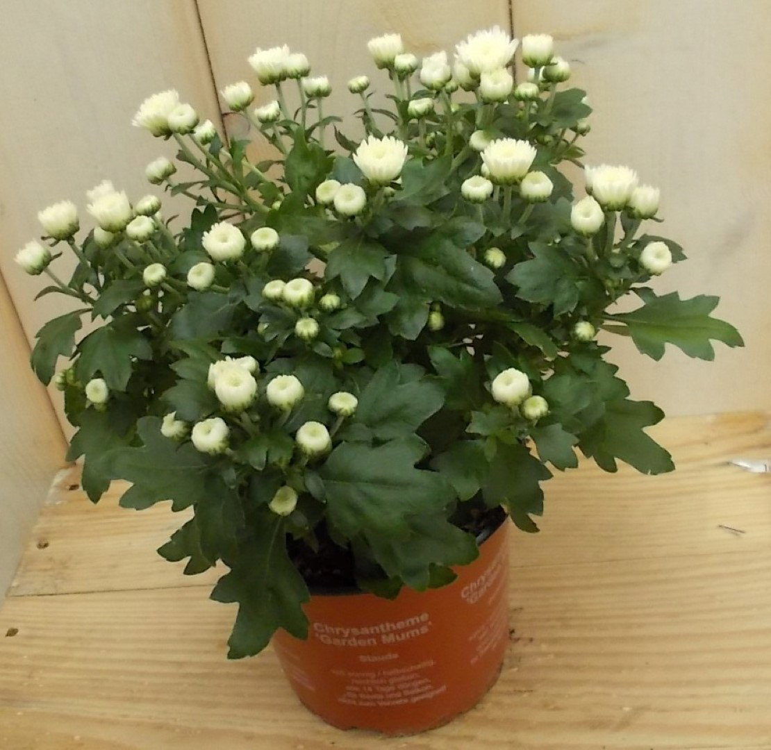 3 stuks! Mini bol chrysant wit Chrysanthemum Warentuin Natuurlijk - Warentuin natuurlijk