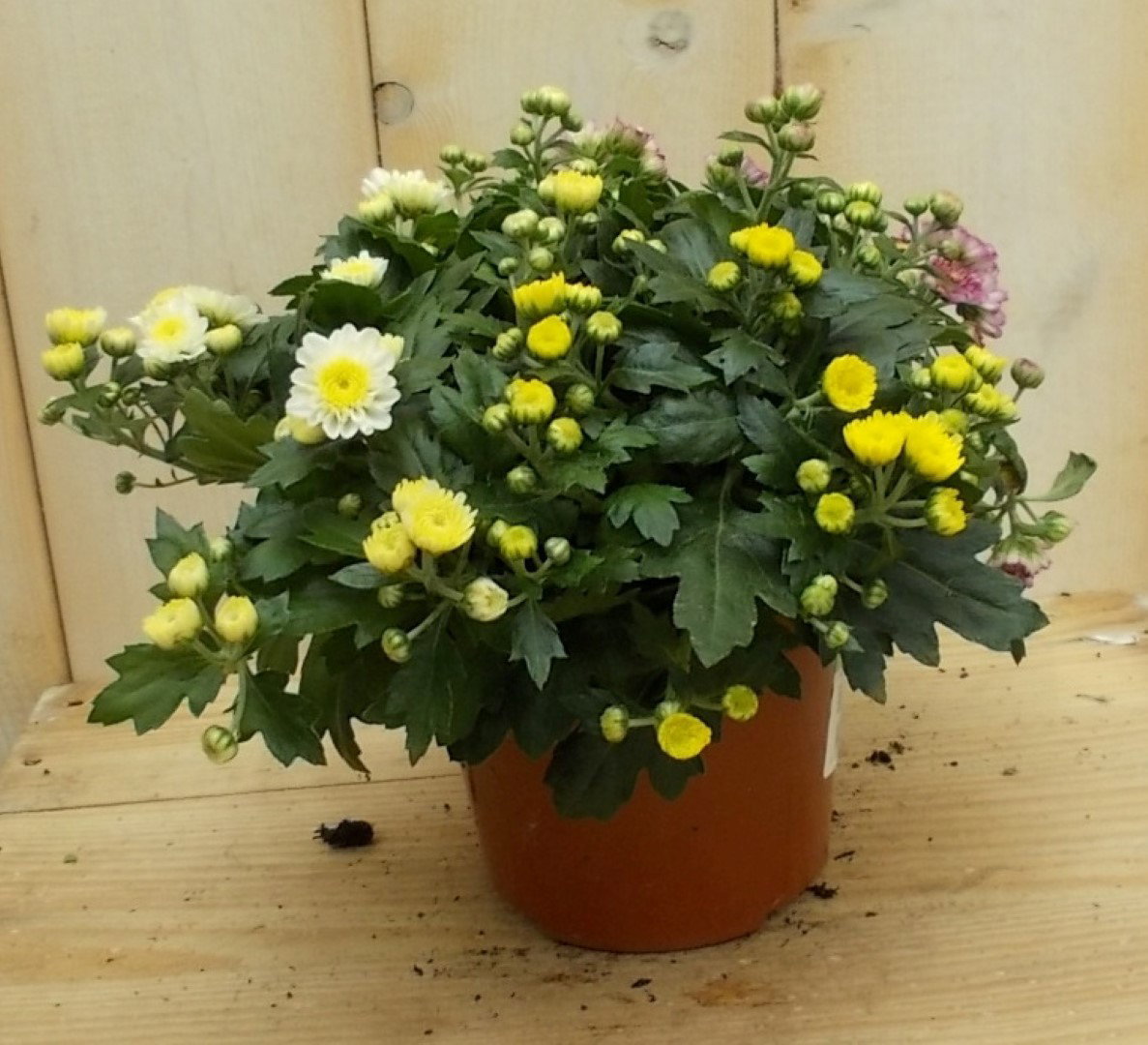 3 stuks! Mini bol chrysant geel Chrysanthemum Warentuin Natuurlijk - Warentuin natuurlijk