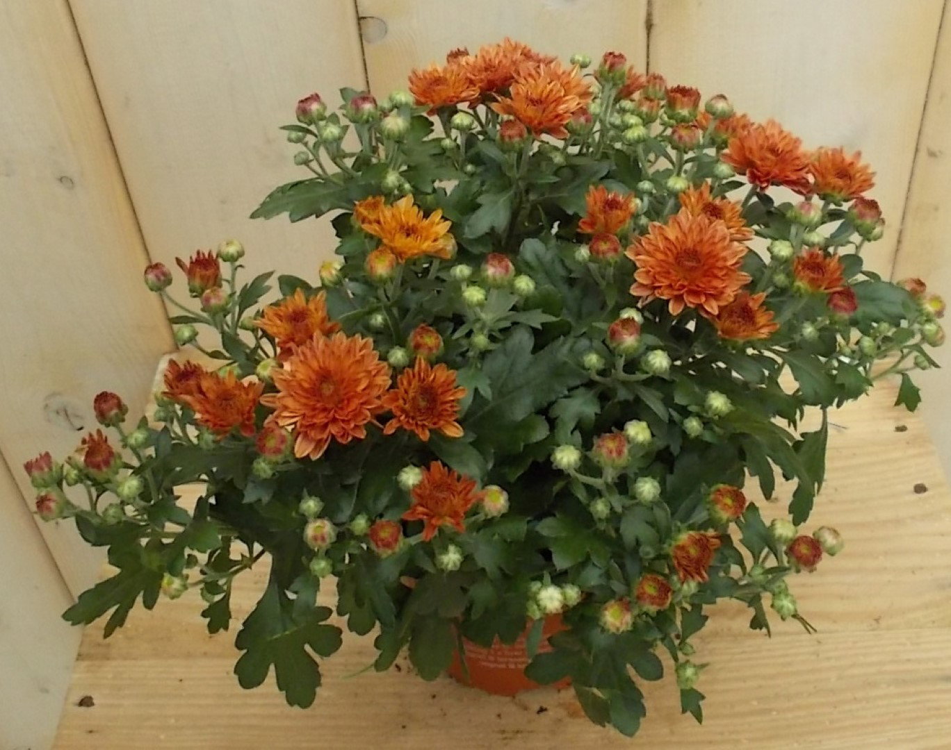 3 stuks! Mini bol chrysant koper Chrysanthemum Warentuin Natuurlijk - Warentuin natuurlijk