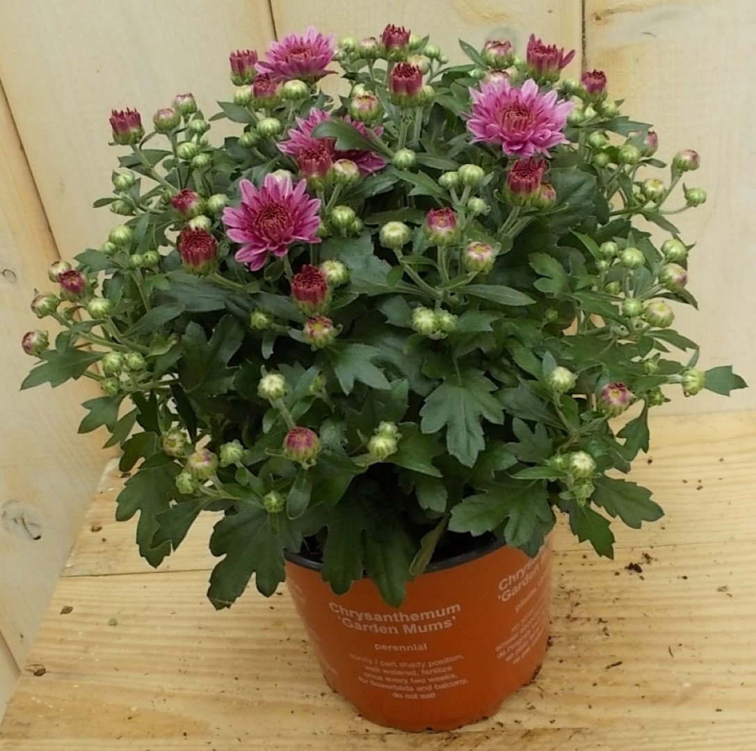 3 stuks! Mini bol chrysant roze Chrysanthemum Warentuin Natuurlijk - Warentuin natuurlijk
