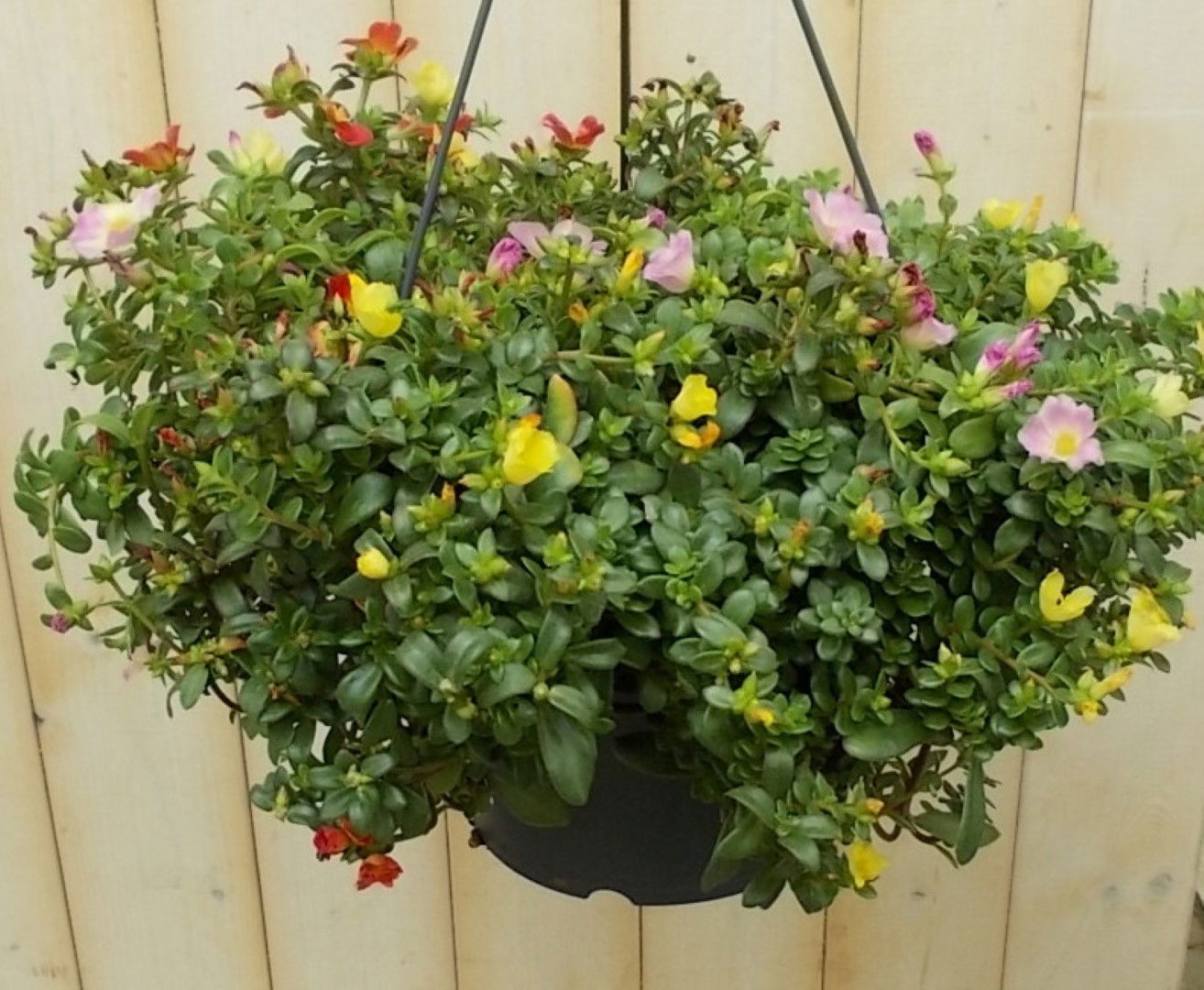 https://cdn.warentuin.nl/media/catalog/product/1/7/1728149900041645_2_warentuin_perkplant_portulaca_verschillende_kleuren_perkplan_375c.jpg