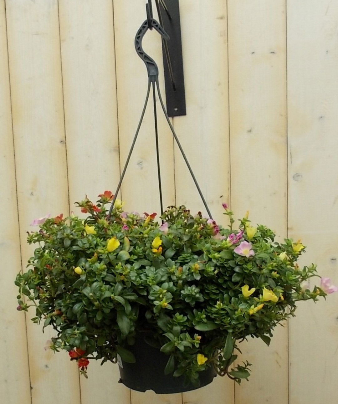 https://cdn.warentuin.nl/media/catalog/product/1/7/1728149900041645_warentuin_perkplant_portulaca_verschillende_kleuren_perkplant__9c90.jpg