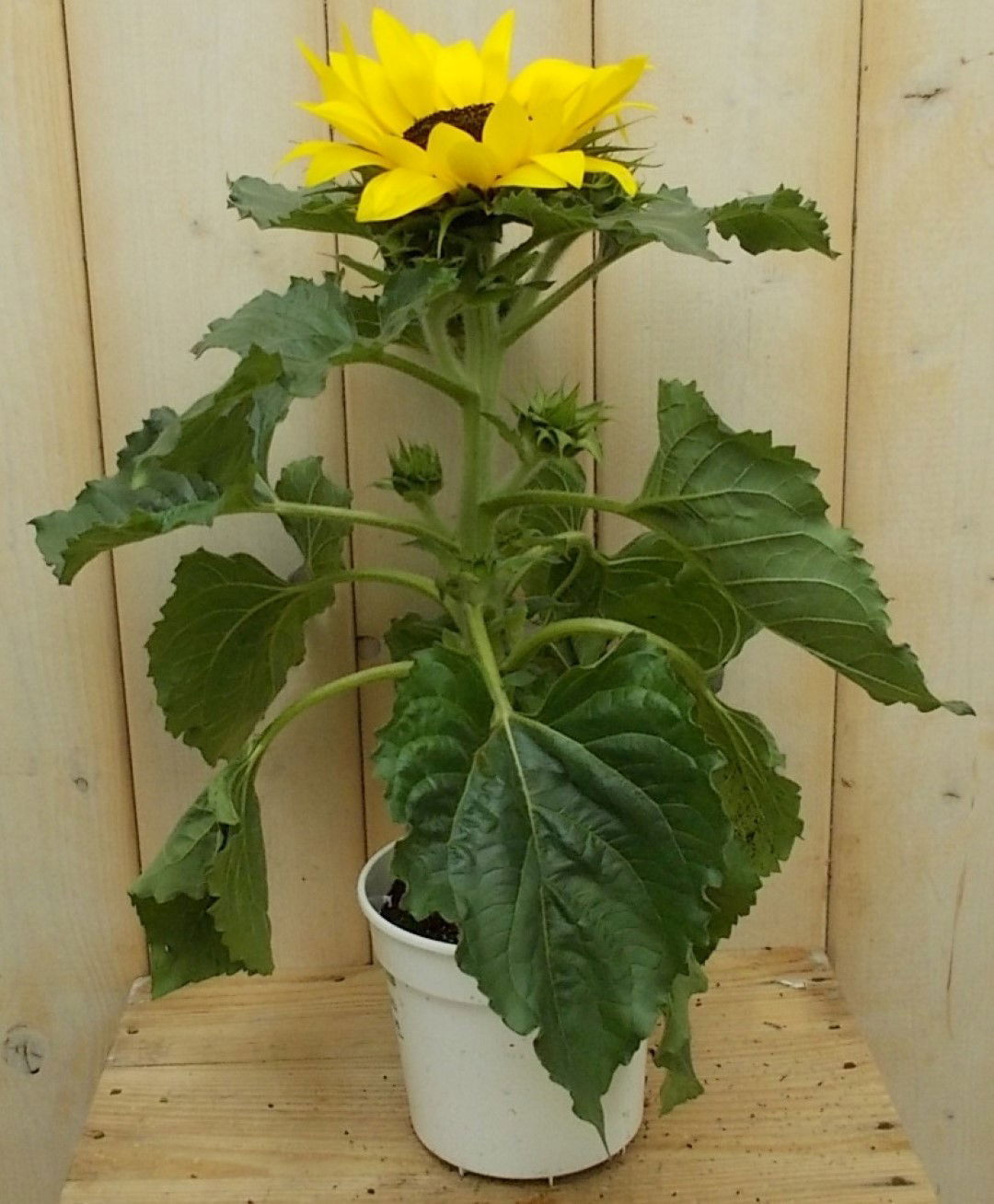 https://cdn.warentuin.nl/media/catalog/product/1/7/1728149900041646_2_warentuin_perkplant_zonnebloem_i_perkplant_1_0d0d.jpg