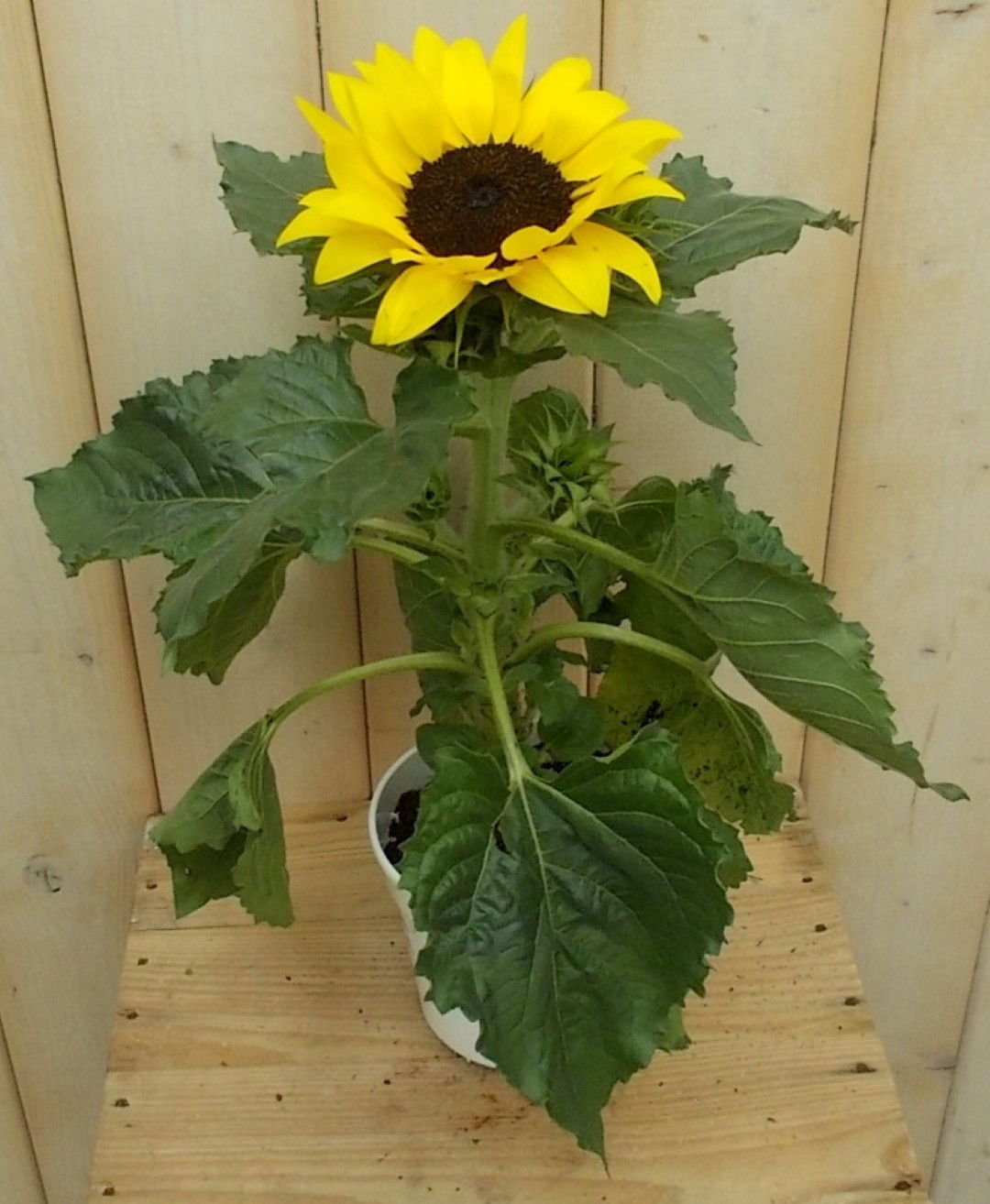 https://cdn.warentuin.nl/media/catalog/product/1/7/1728149900041646_warentuin_perkplant_zonnebloem_i_perkplant_1_5836.jpg