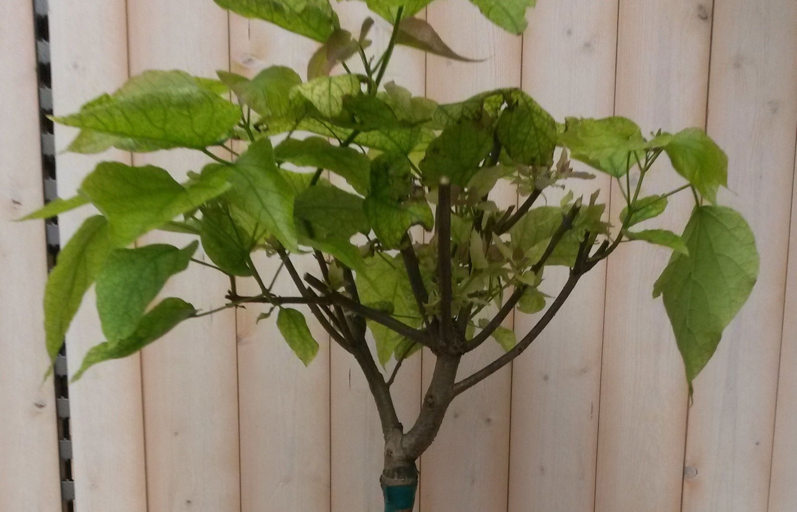 https://cdn.warentuin.nl/media/catalog/product/1/7/1728149900041647_2_warentuin_vaste_plant_catalpa_bungei_150_cm_vaste_plant_1_70f1.jpg