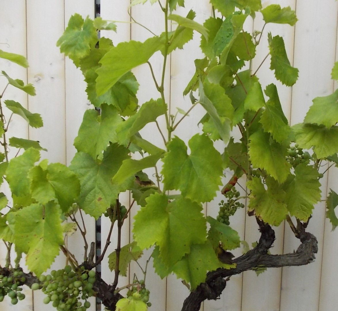 https://cdn.warentuin.nl/media/catalog/product/1/7/1728149900041649_2_warentuin_vaste_plant_druifboom_150_cm_vaste_plant_1_6c4d.jpg