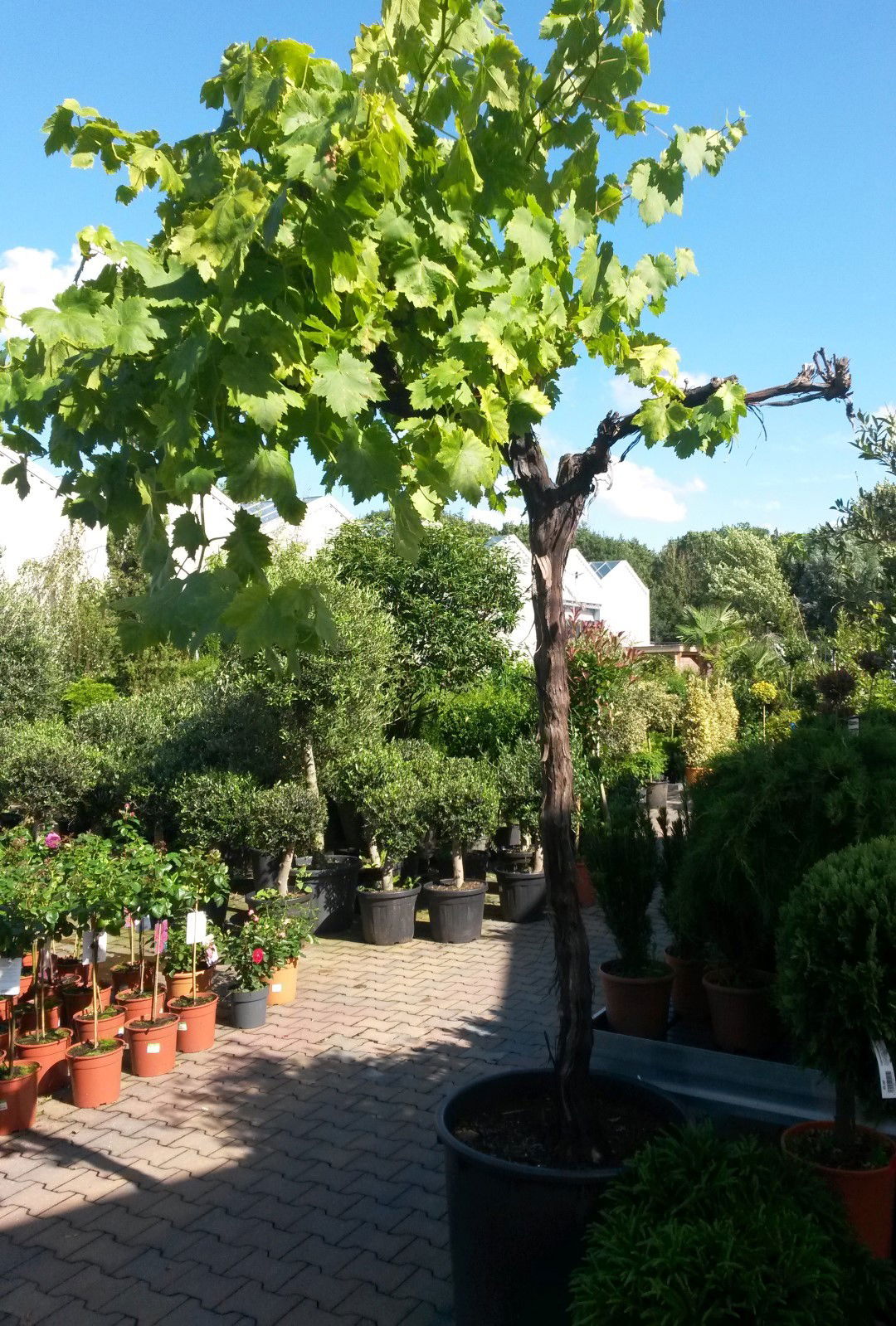 https://cdn.warentuin.nl/media/catalog/product/1/7/1728149900041650_2_warentuin_vaste_plant_druifboom_300_cm_vaste_plant_1_5042.jpg