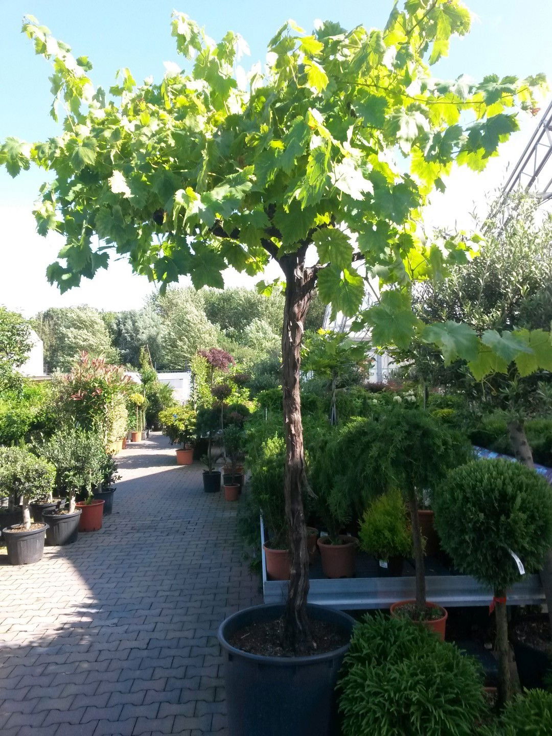 https://cdn.warentuin.nl/media/catalog/product/1/7/1728149900041650_warentuin_vaste_plant_druifboom_300_cm_vaste_plant_1_3e07.jpg