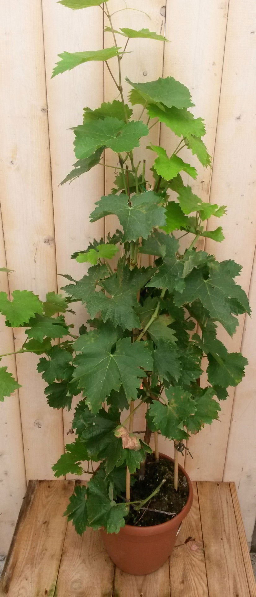 https://cdn.warentuin.nl/media/catalog/product/1/7/1728149900041651_2_warentuin_vaste_plant_druifstruik_60_cm_vaste_plant_1_78b9.jpg